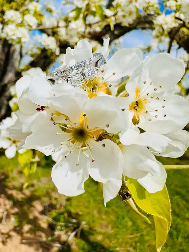 Macro shot of an open pear blossom showing white petals and detailed yellow stamens