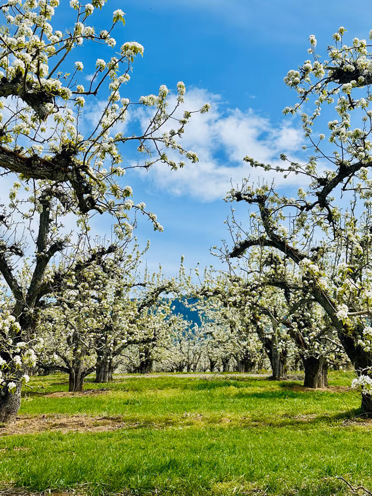 Vertical view of mature pear trees in full white spring bloom reaching up toward a clear blue sky