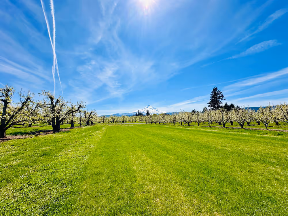 Wide ceremony lawn lined with pear trees in spring bloom under a bright blue sky with wispy clouds