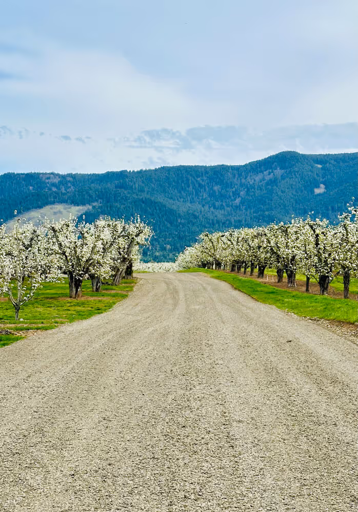 Gravel road leading into a blossoming pear orchard with forested mountains rising in the background