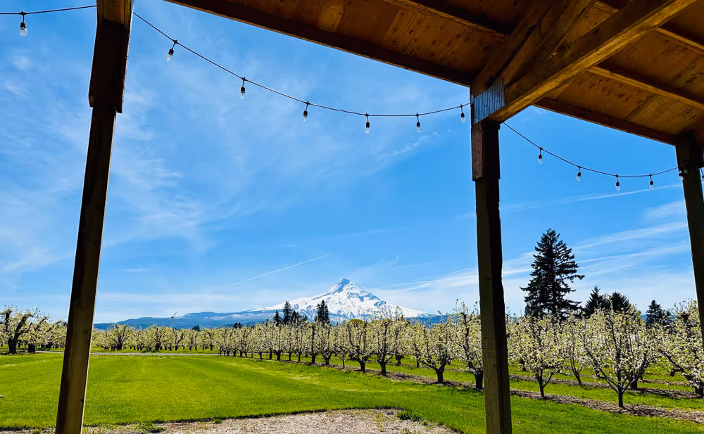 Wide view of Mt. Hood and a blossoming orchard from inside the pavilion strung with bistro lights