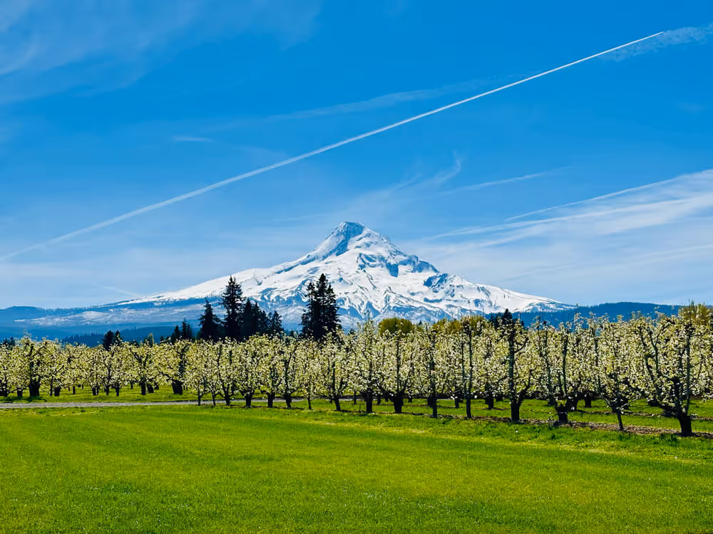 Pear orchard in full bloom stretching toward Mt. Hood under a bright blue sky