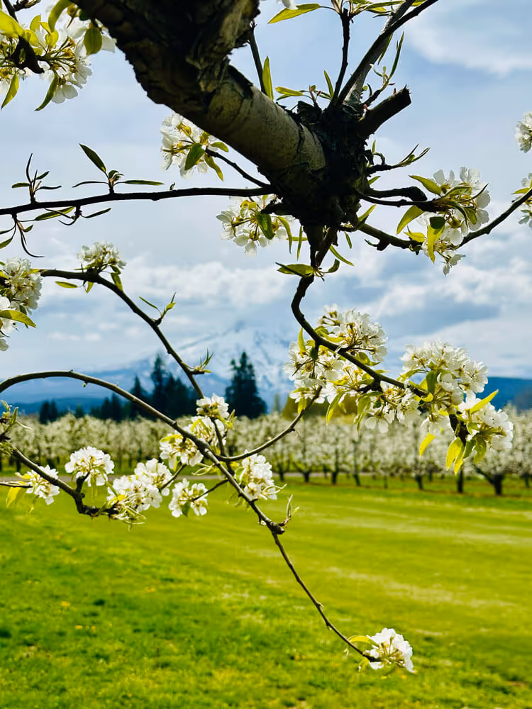 Branch of pear blossoms hanging in the foreground above a green lawn and rows of orchard trees