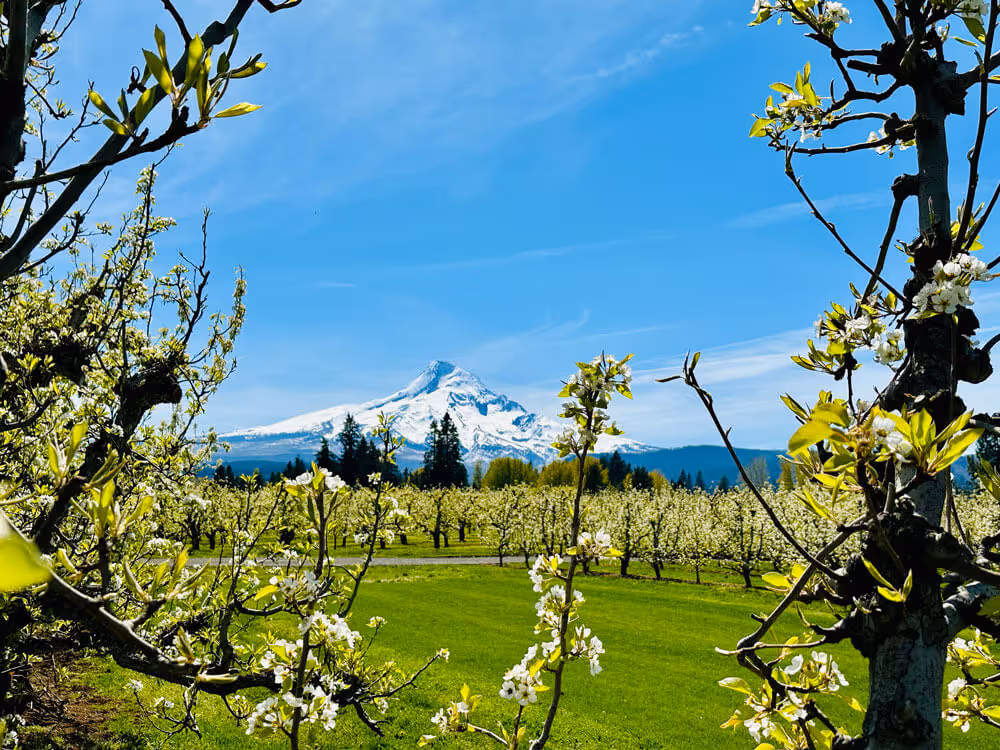 Mt. Hood framed between pear tree branches in full white bloom in the foreground