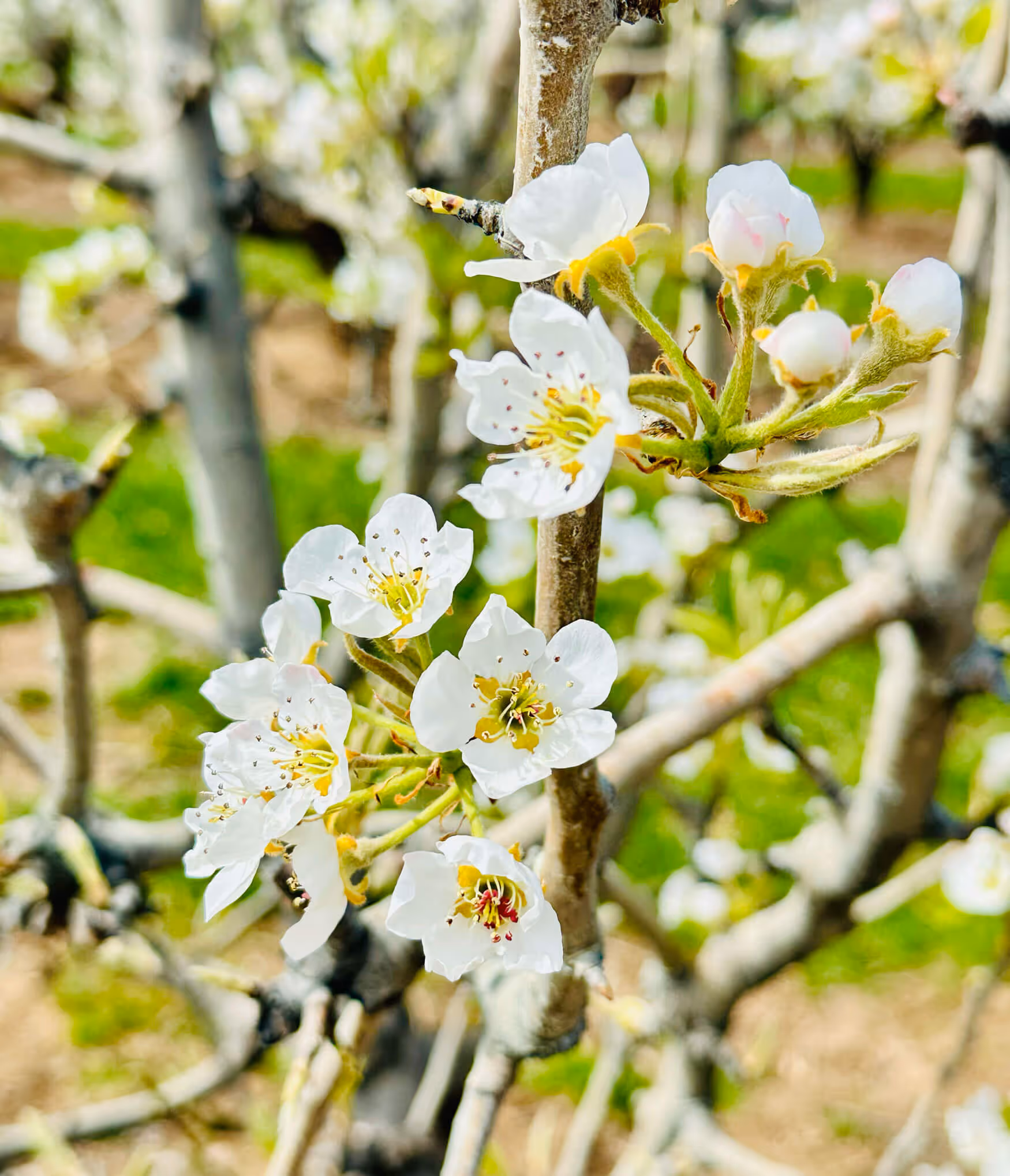 Cluster of white pear blossoms with yellow stamens opening on a bare branch in early spring