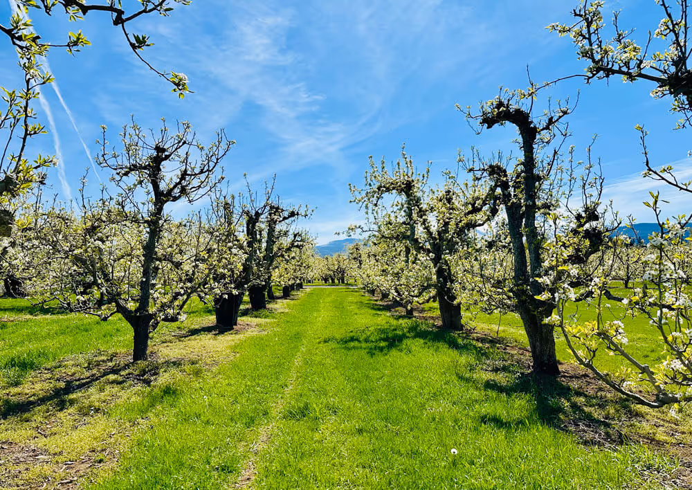 Looking down a grass aisle between rows of mature pear trees in early spring bloom