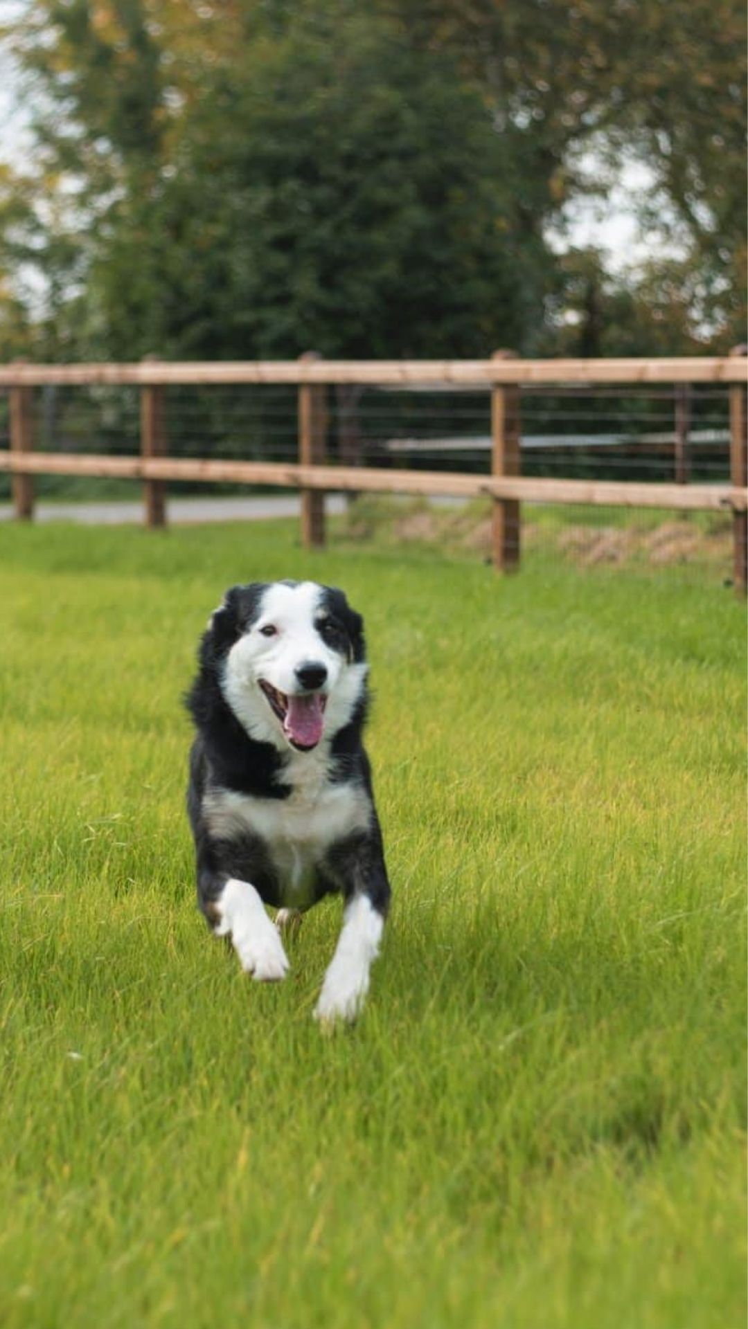 Hondenomheining laten plaatsen door GB Omheining — border collie in afgezette tuin