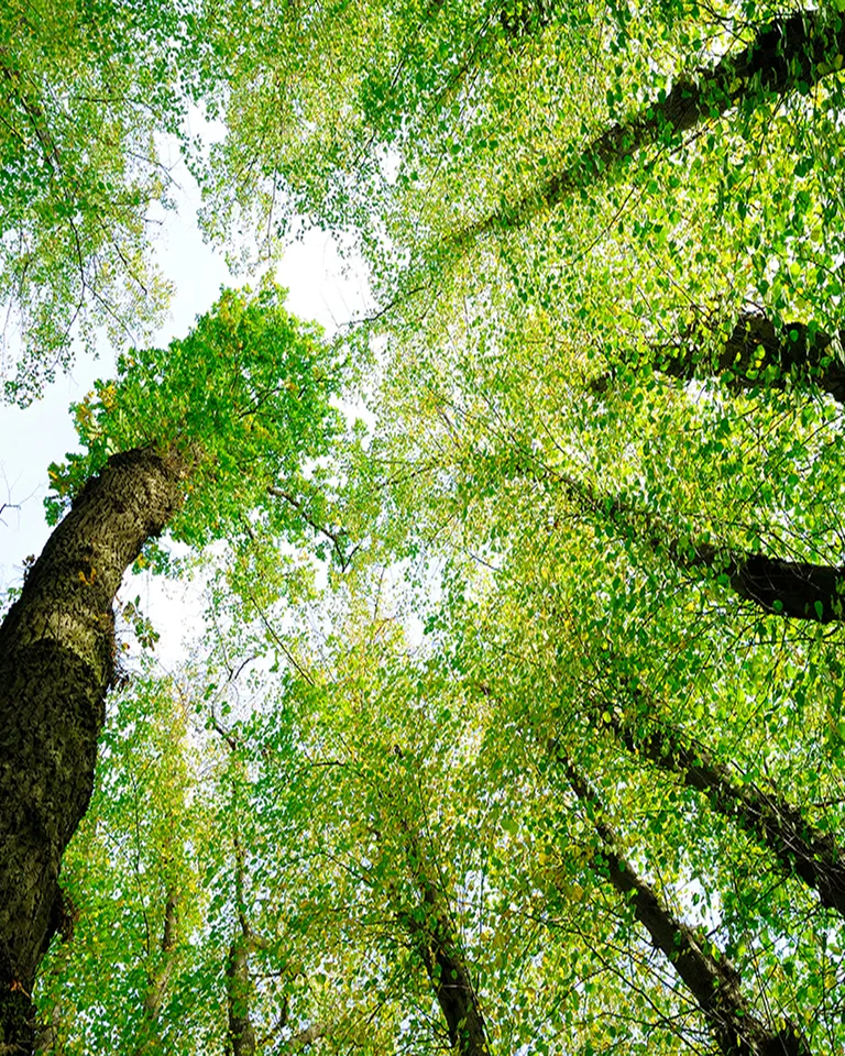 View looking up at tall trees with lush green leaves against a bright sky.