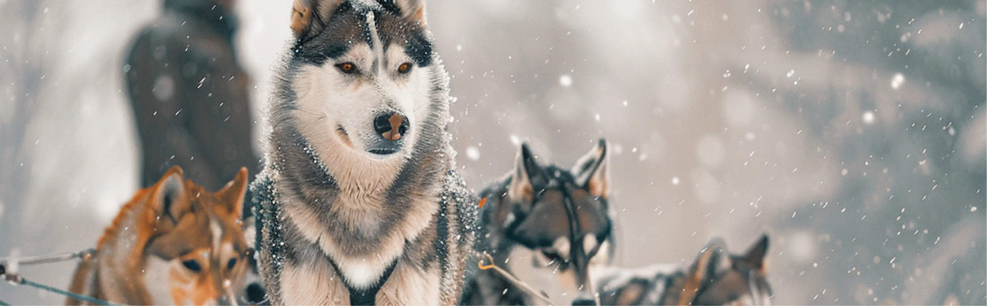 Close-up of a team of sled dogs with snow falling in the background.