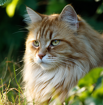 Chat tigré roux à poils longs avec des yeux verts, dans un jardin verdoyant.