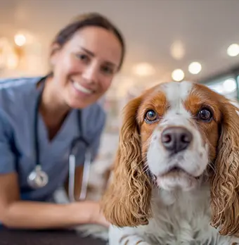 Femme vétérinaire souriante avec un chien Cavalier King Charles tricolore au premier plan.