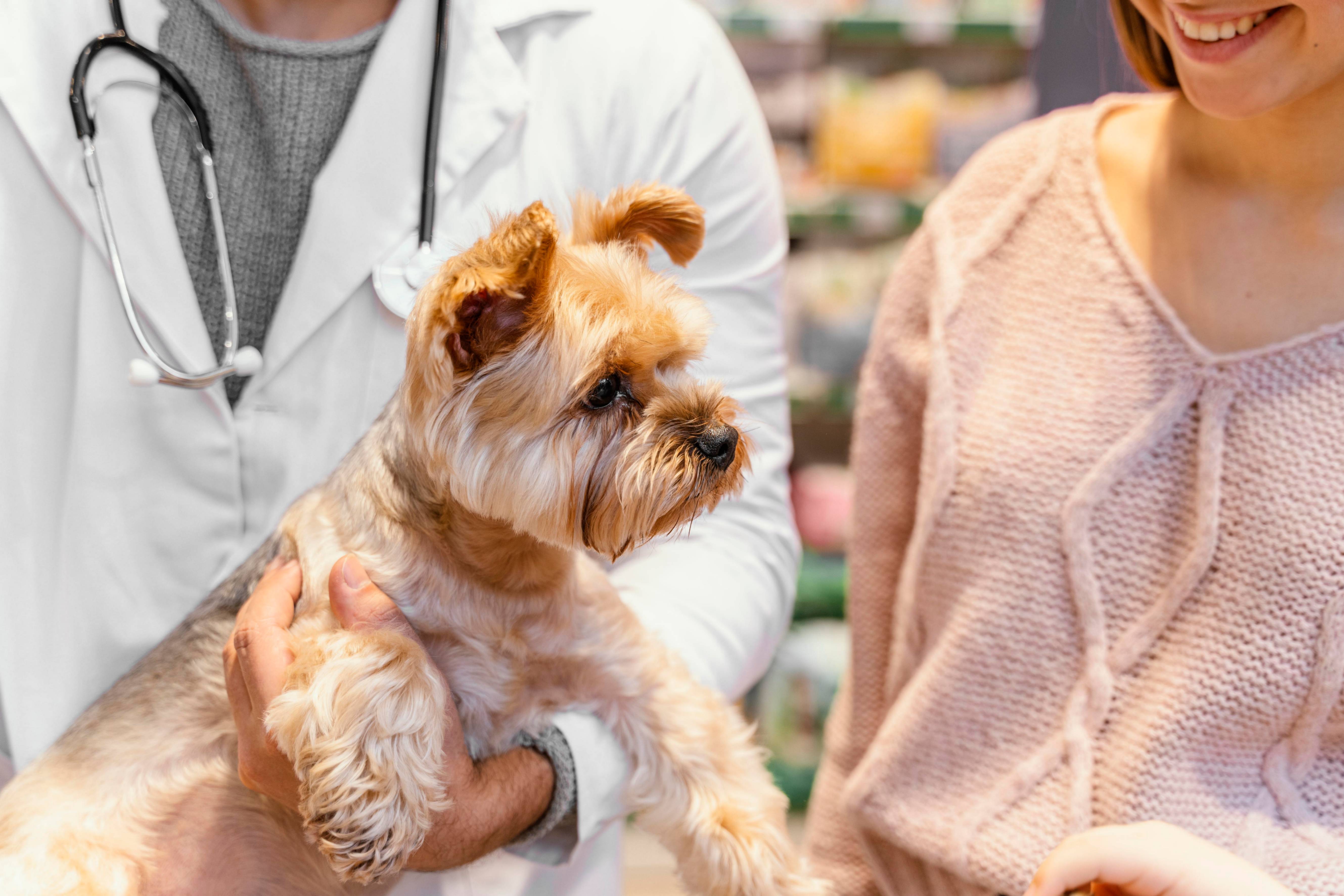 Foxterrier tenu dans les bras par un vétérinaire en compagnie d'une femme au pull rose 
