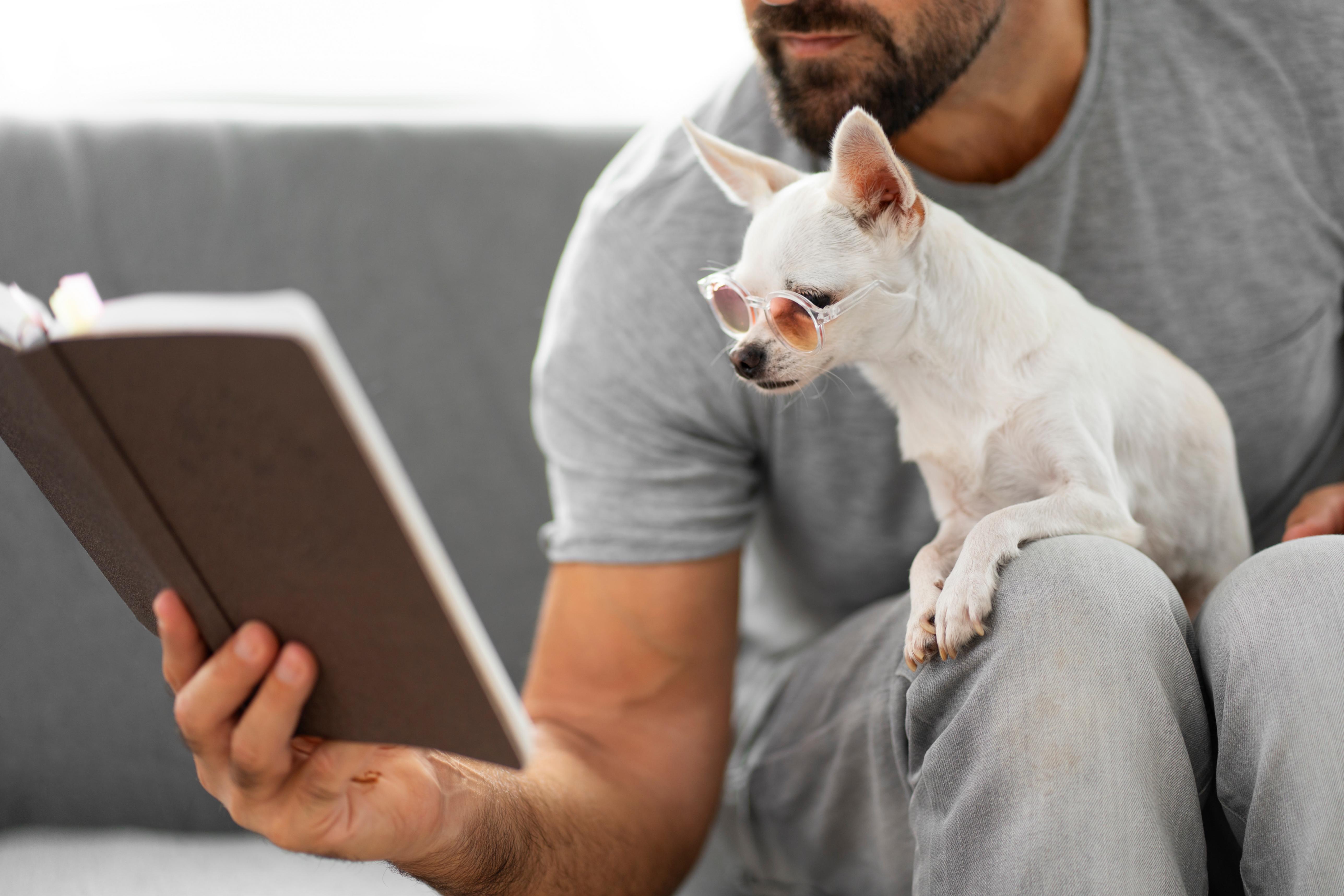 Un petit chihuahua sur les genoux de son maître regarde un livre avec des lunettes sur son nez