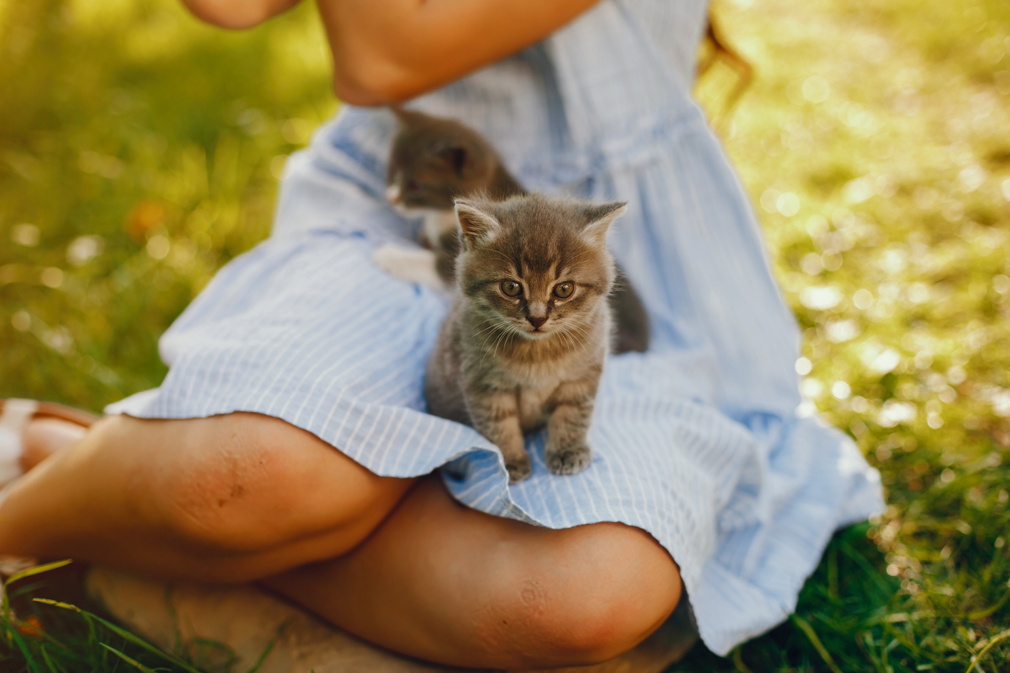 Des chatons sur les genoux d'une petite fille assise dans l'herbe verte