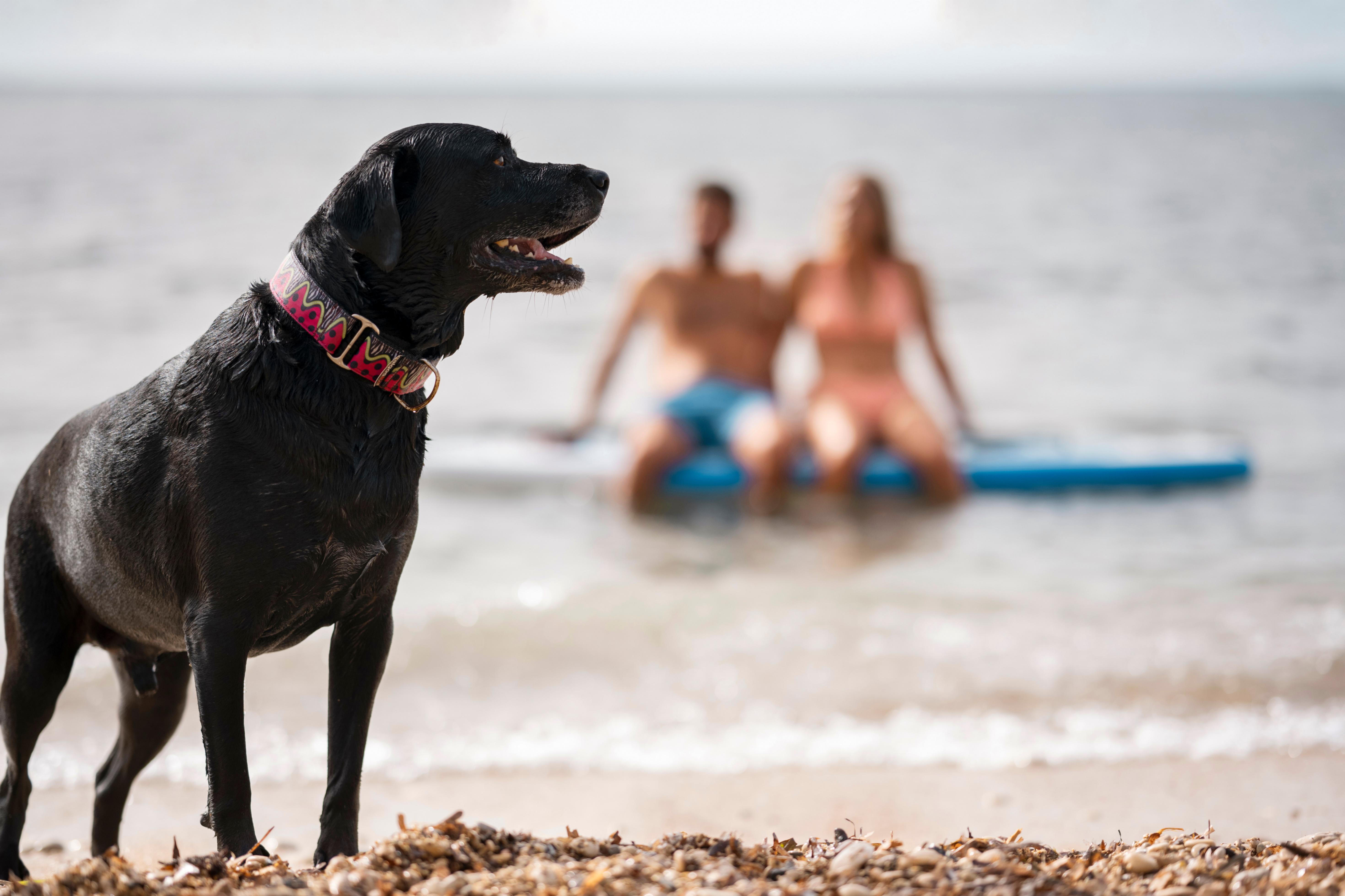 Un bain de mer pour le chien avec ses maîtres