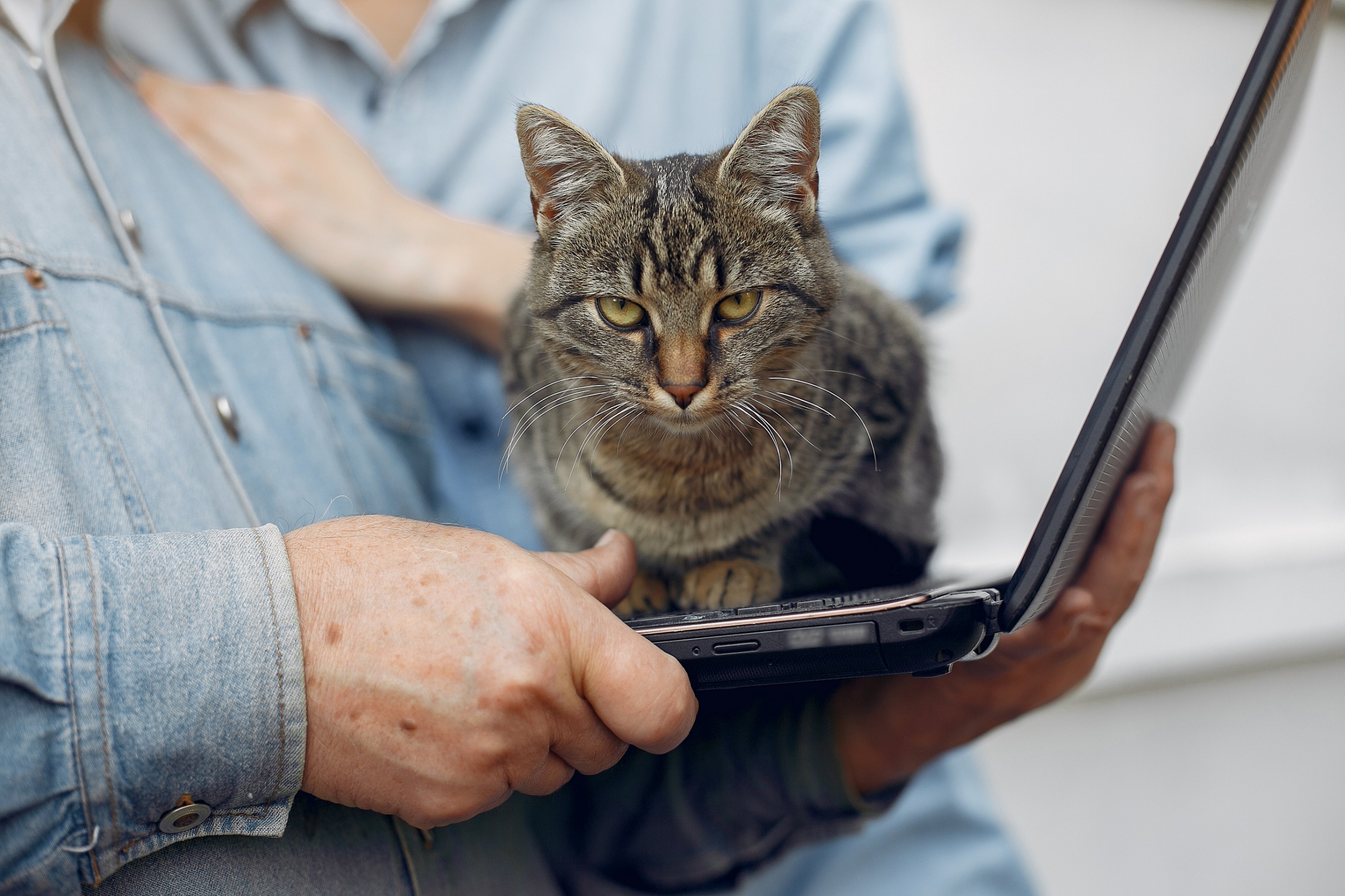 Un chat s'est assis sur le clavier d'un ordinateur