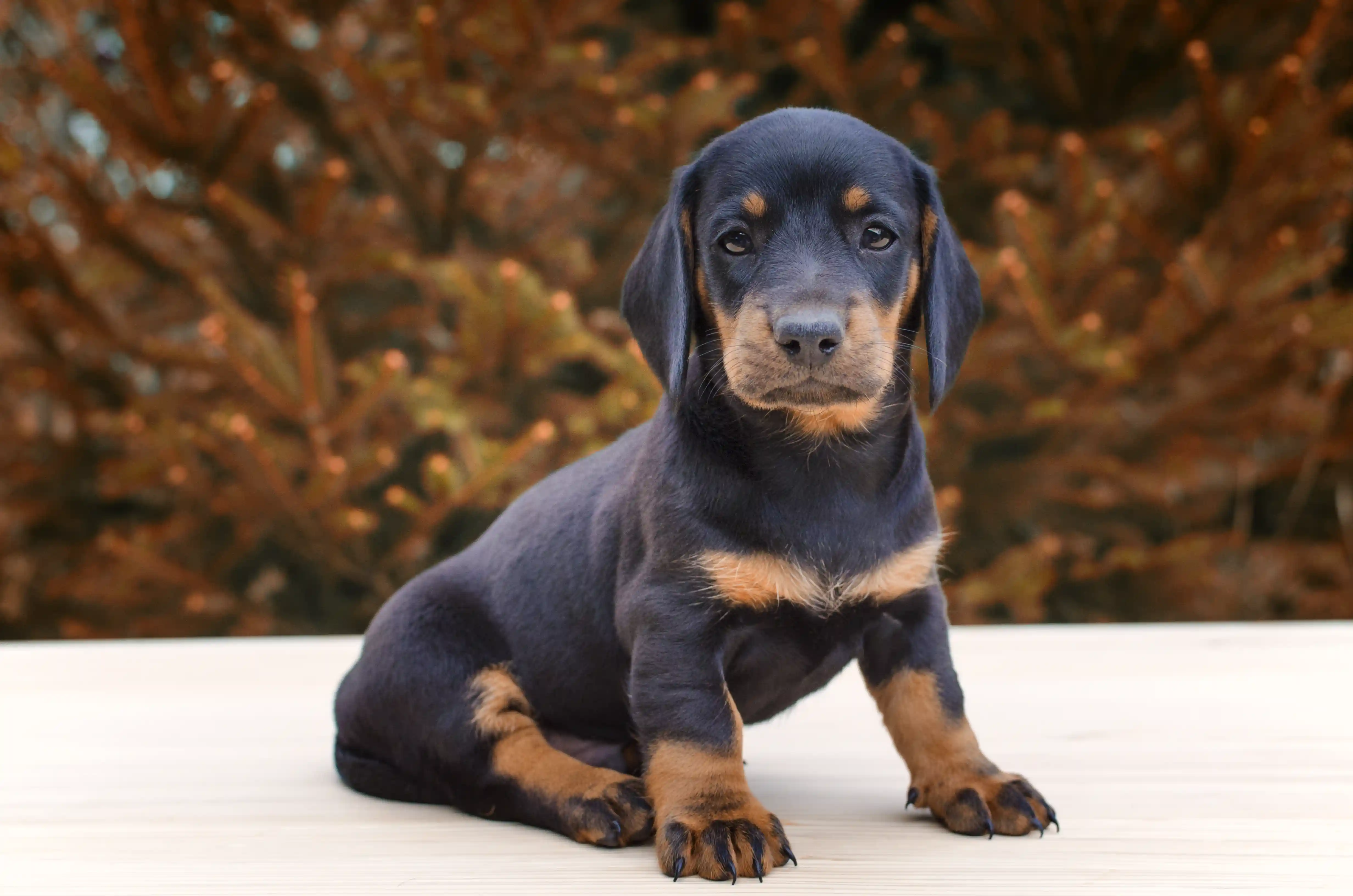 Un portrait d'un jeune dobermann