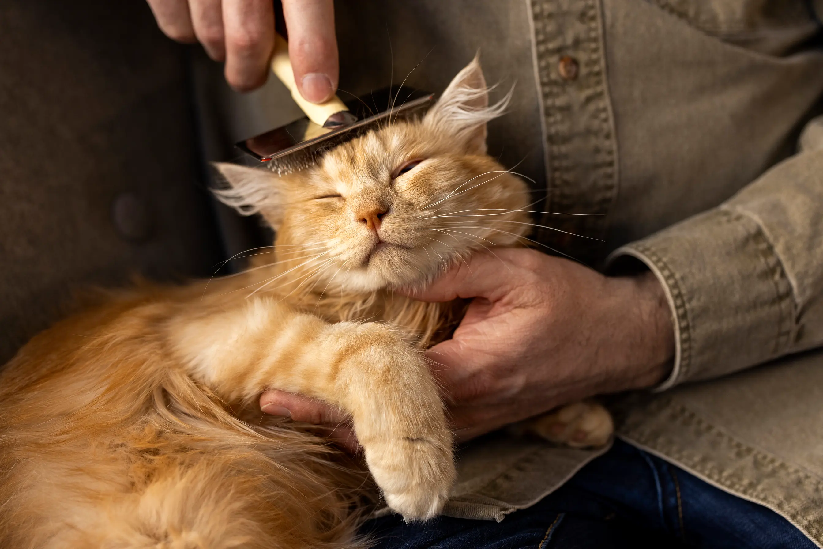 Une séance de brossage pour un chat roux qui semble l'apprécier
