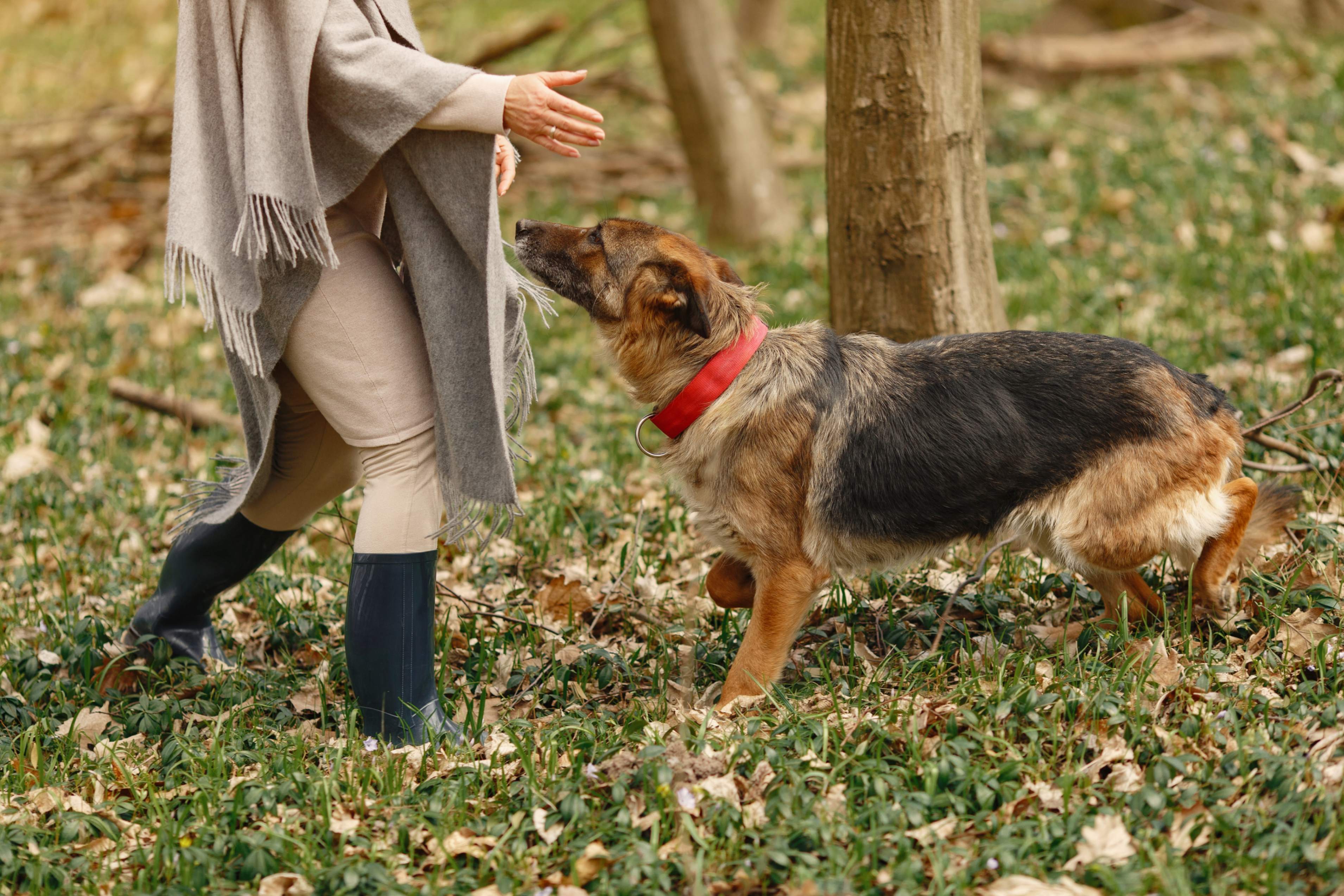 Une activité physique moderée d'un chien avec l'arthrose dans un parc 
