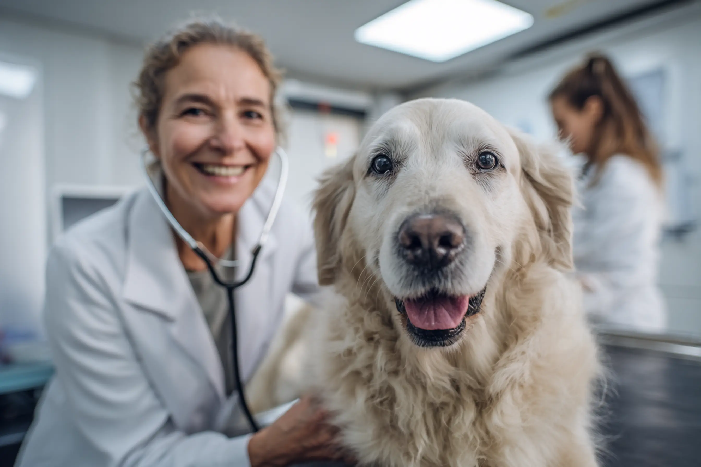 Un examen clinique pour un labrador en vue d'une arthrose avec une vétérinaire souriante