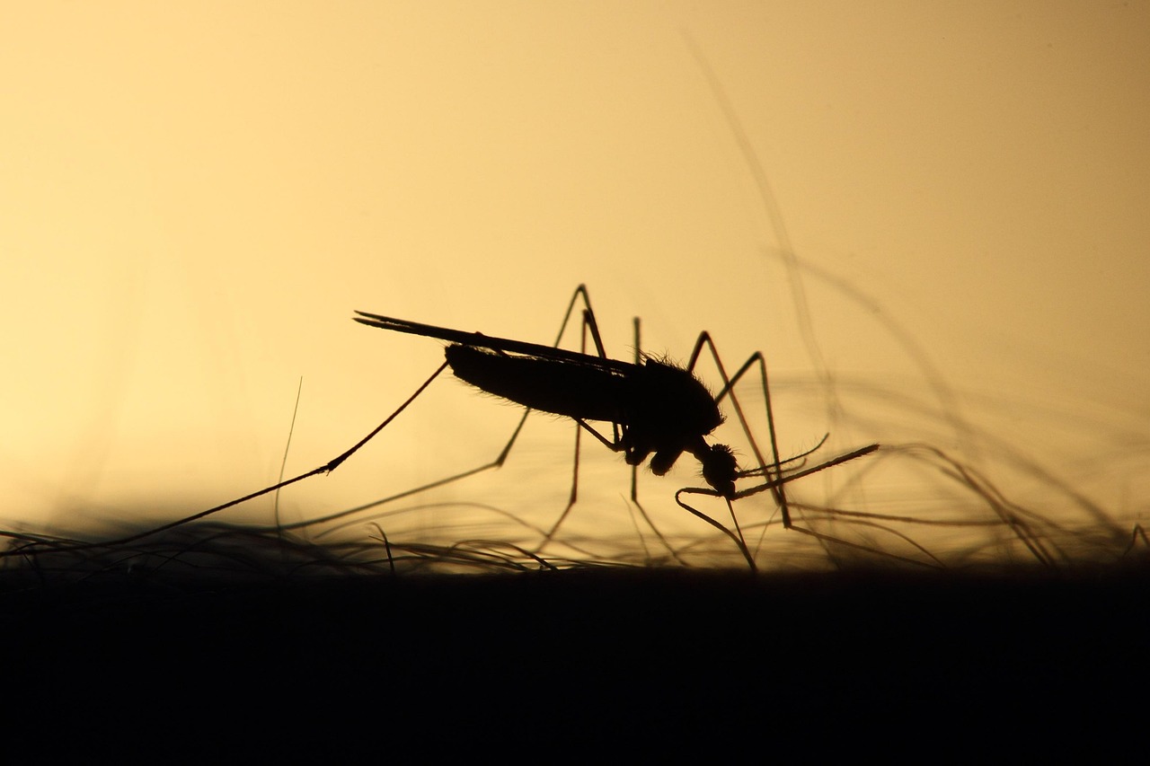une mouche porteuse de leishmaniose