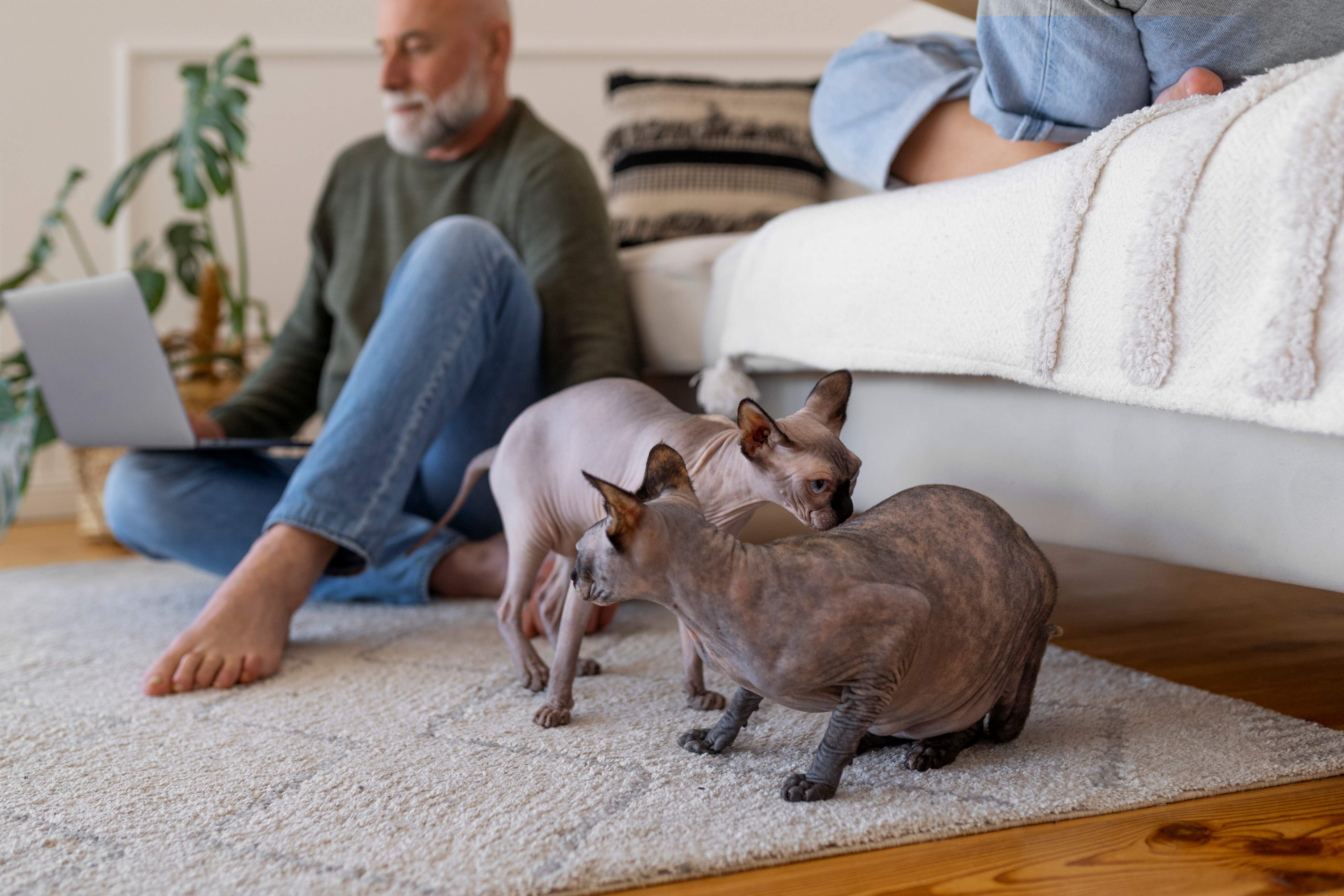 Deux chats de race sans poils assis devant un canapé près de leur papa