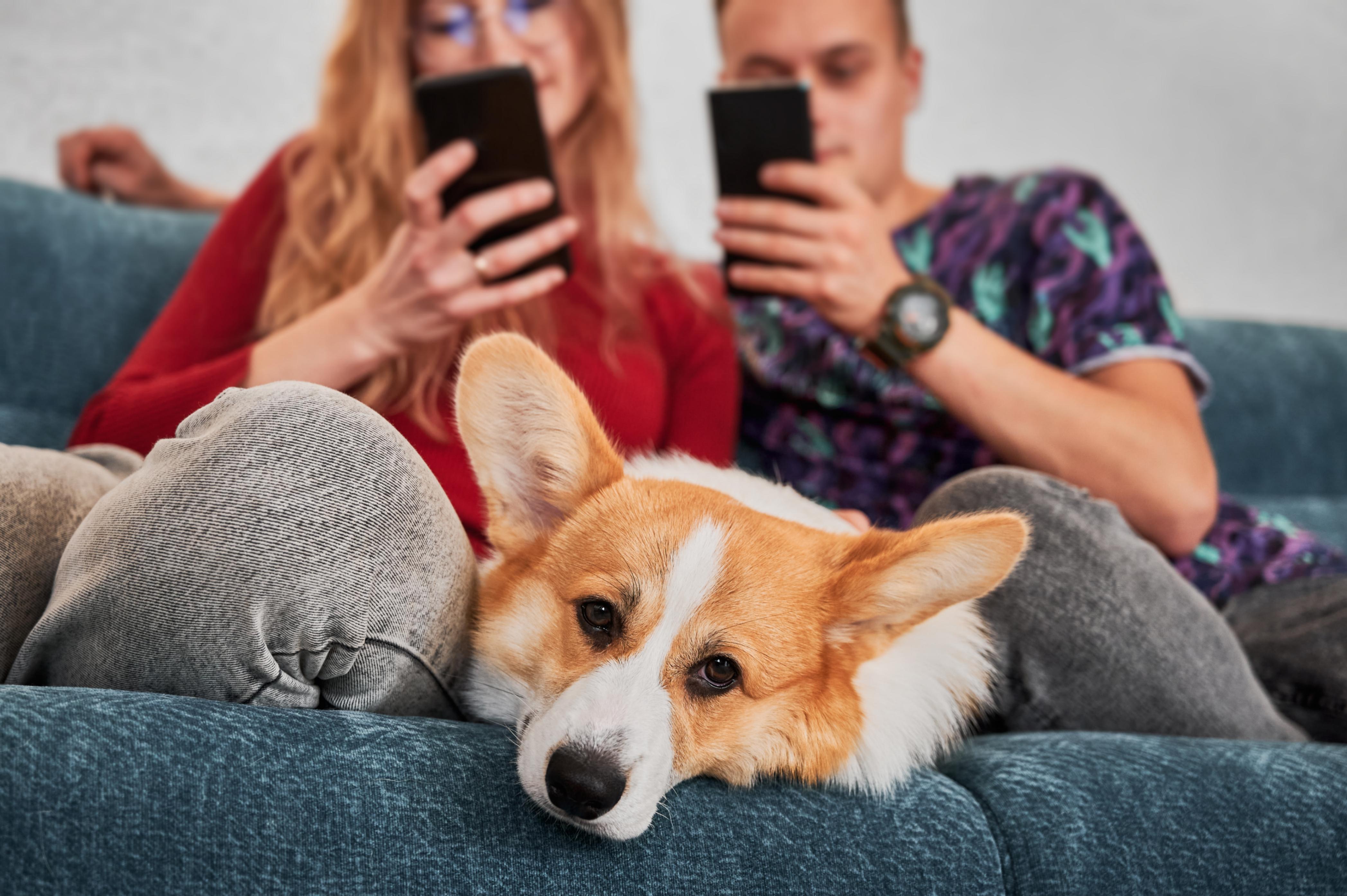 On ne sait pas quelle assurance santé animale choisir