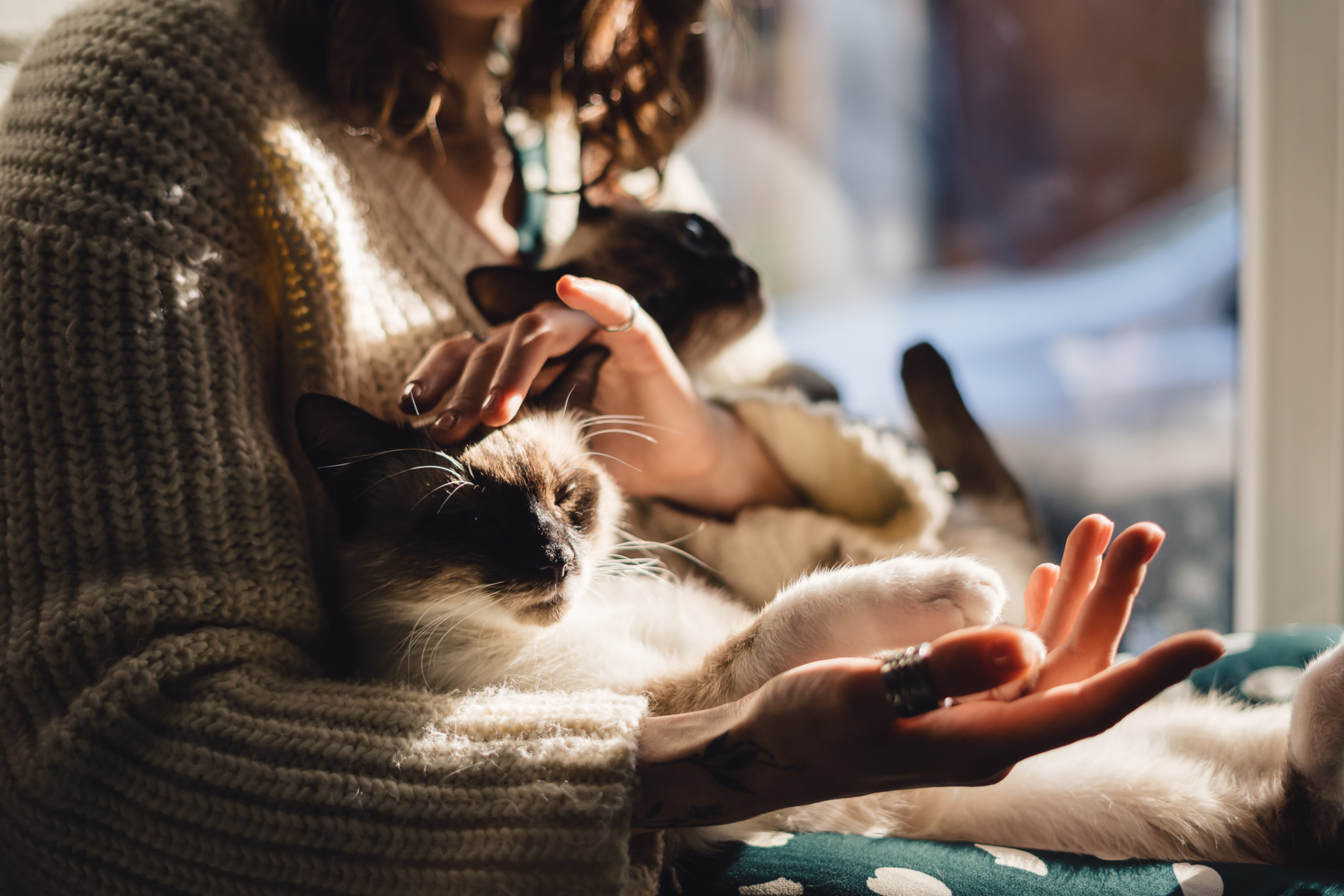 Une caresse pour son chat lové au creux des bras
