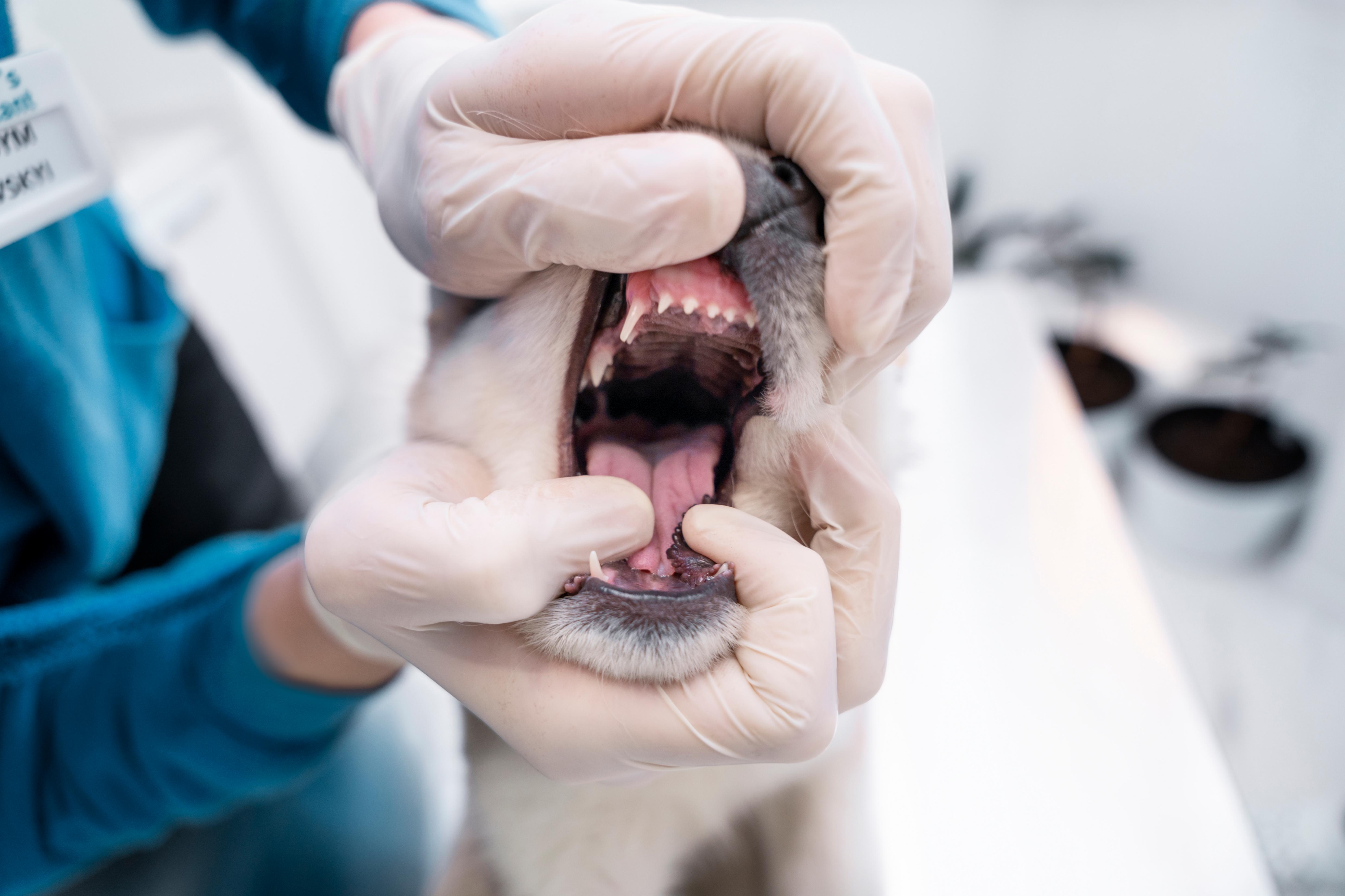 Un examen dentaire chez le chien zoom sur la bouche ouverte