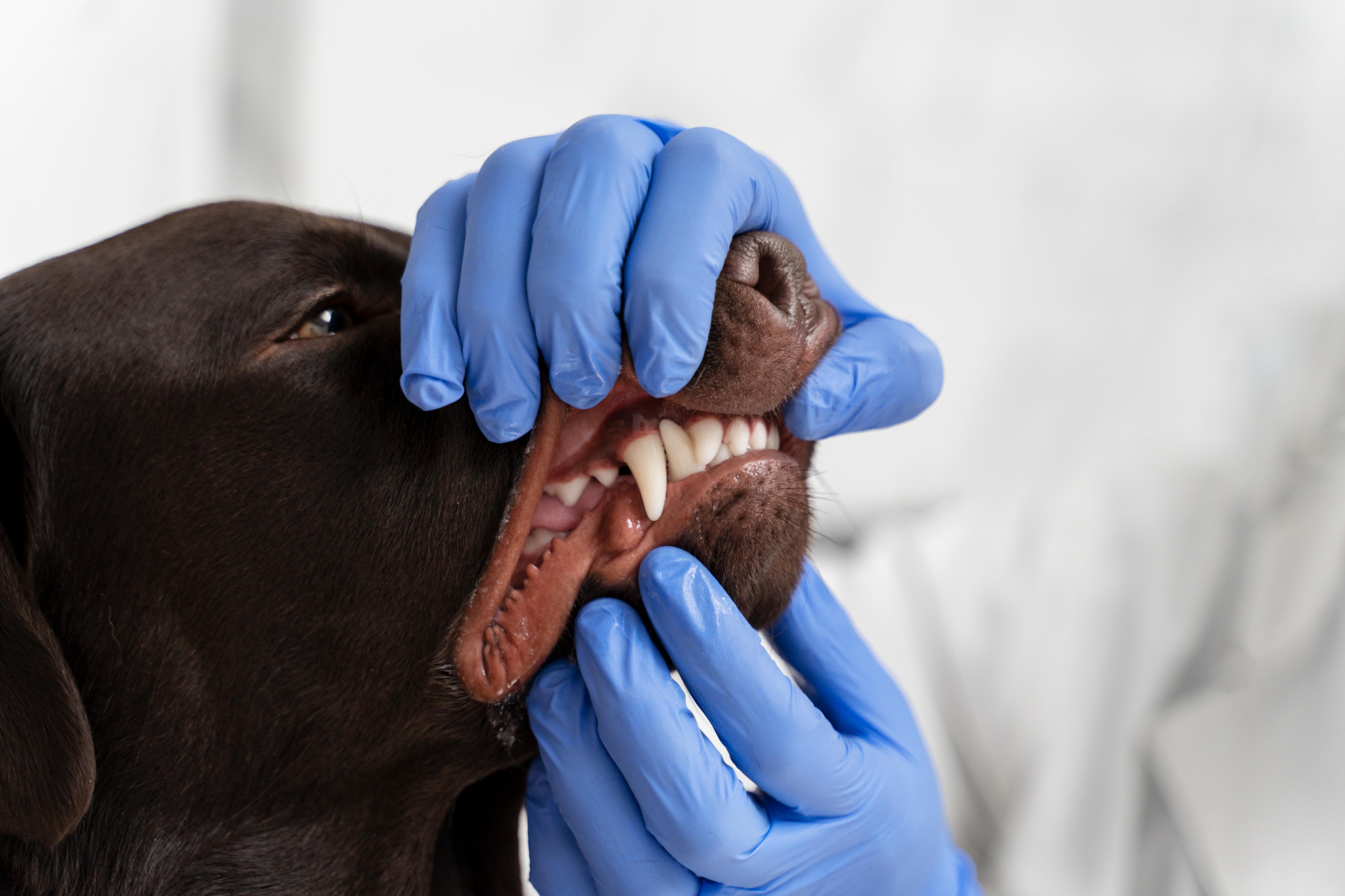Vérification du tartre chez un labrador