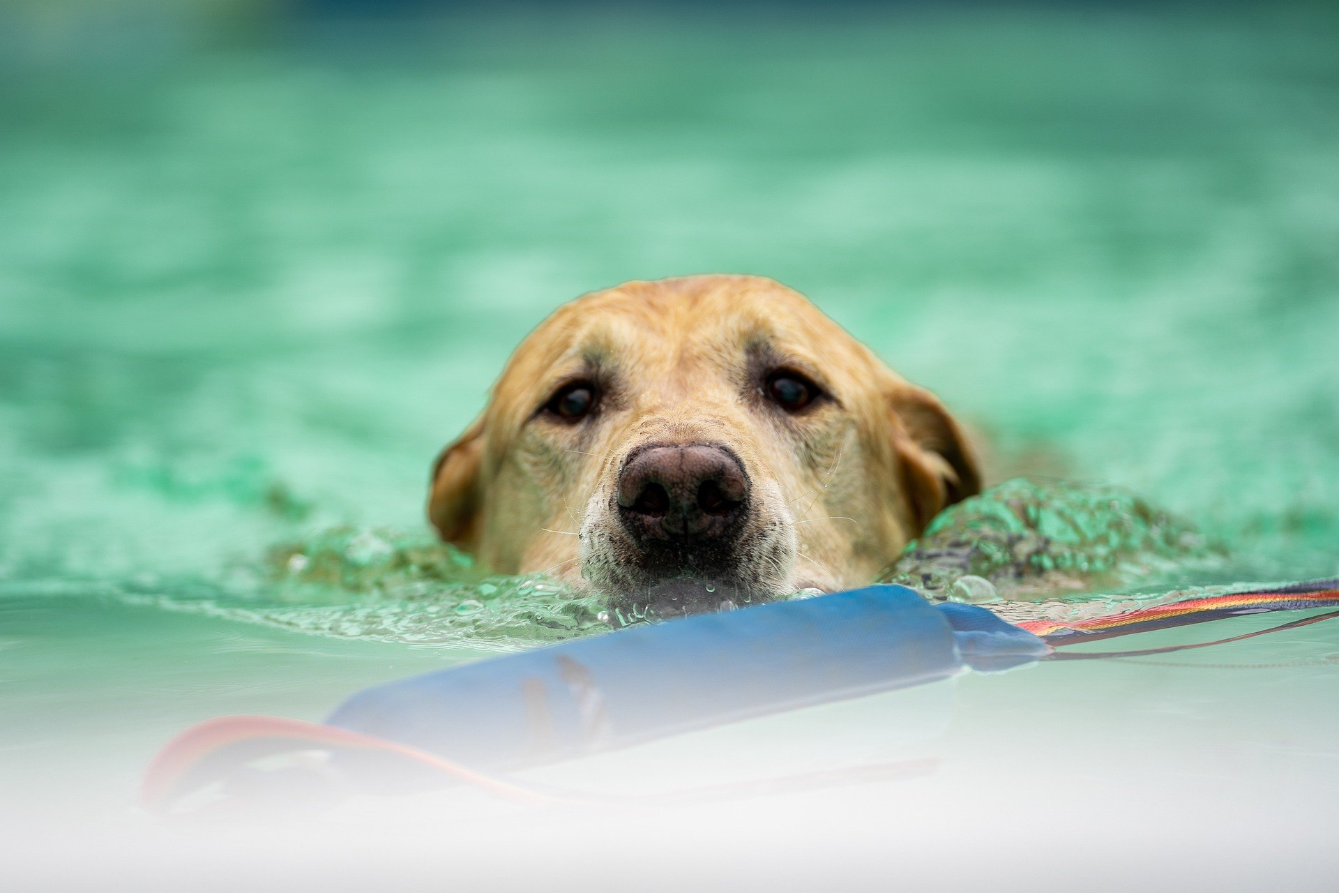 hyrothérapie pour chien - il nage dans une piscine avec un accesoire