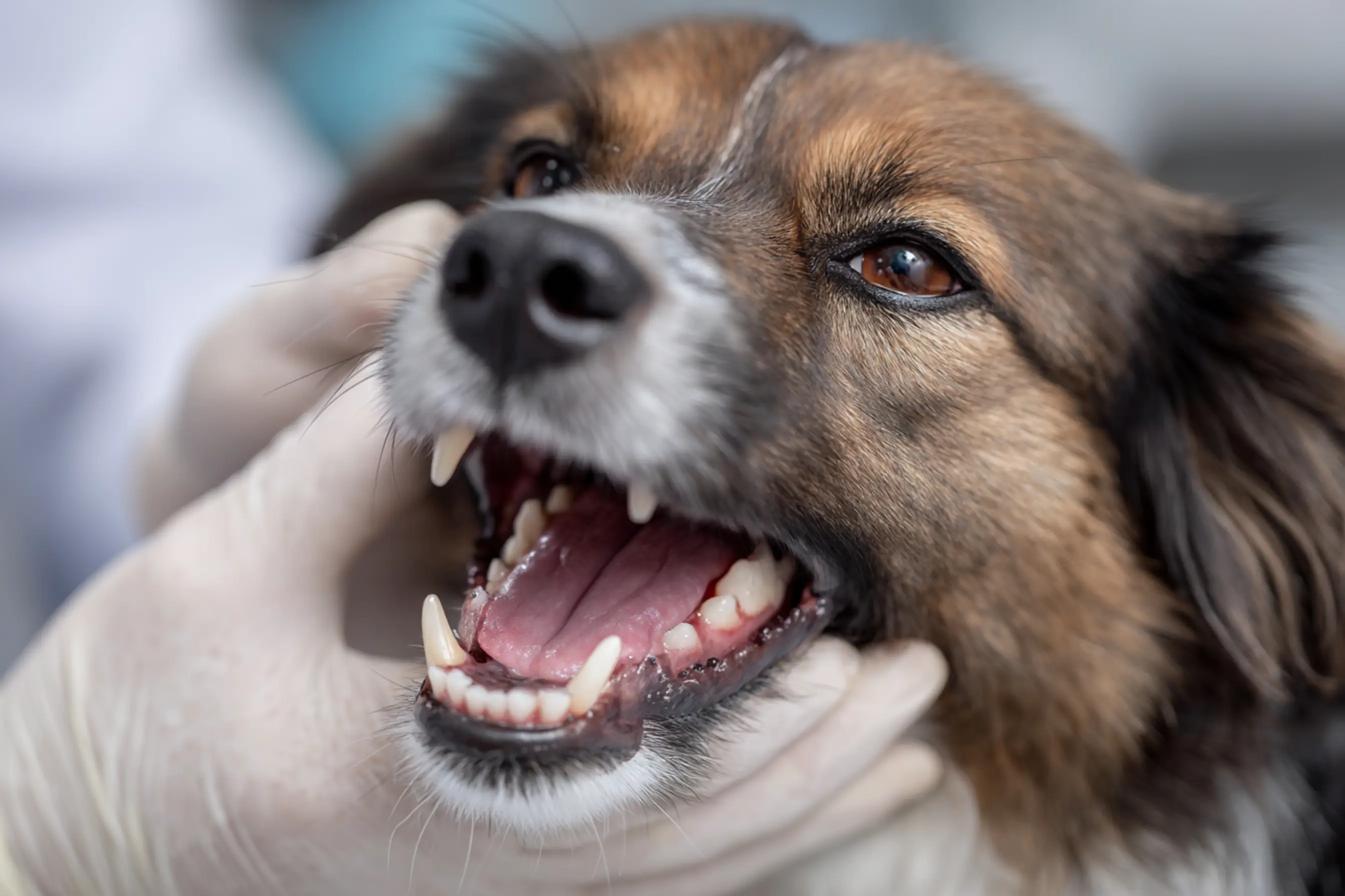 une visite de detartrage pour un chien chez vétérinaire