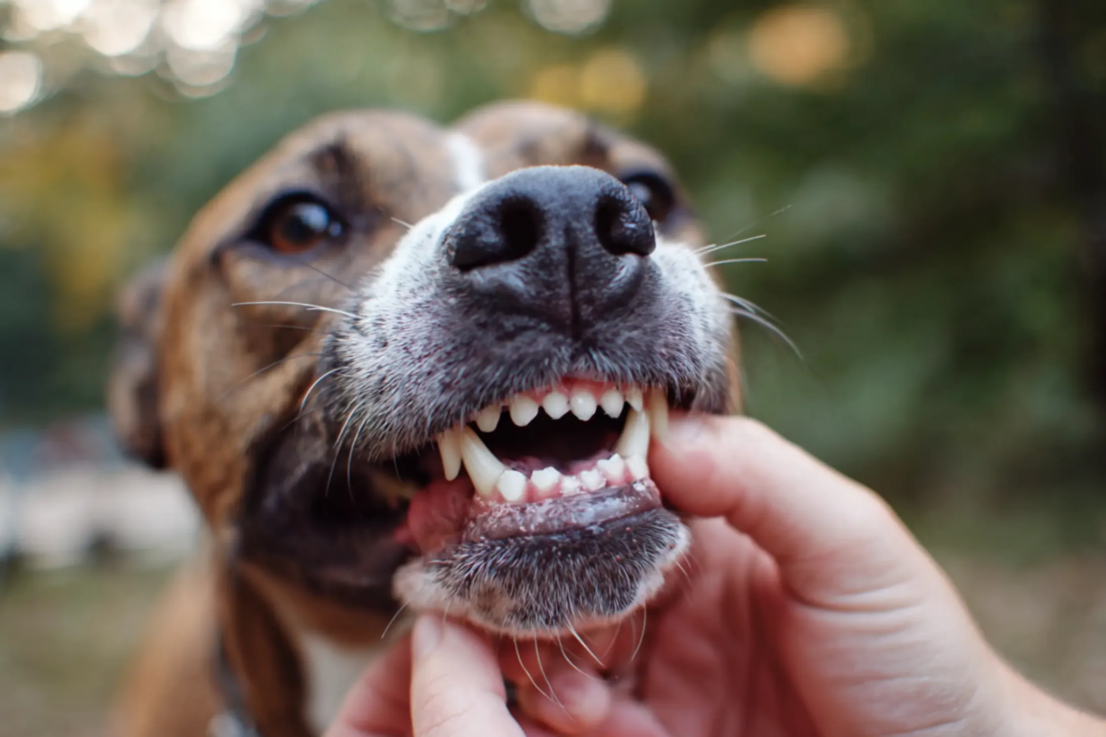 le propriètaire vérifie la dentition de son chien