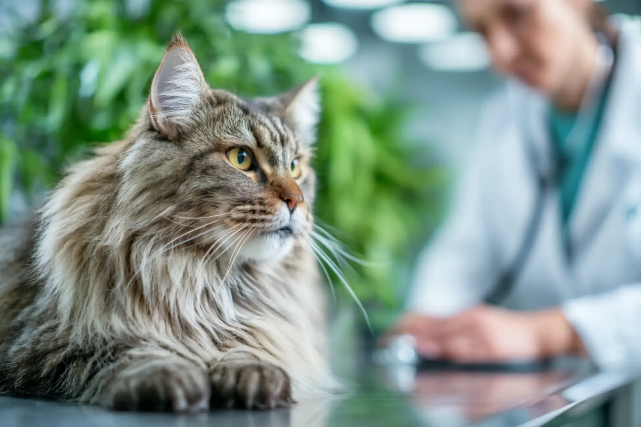 visite chez un vétérinaire pour un maine coon adulte gris