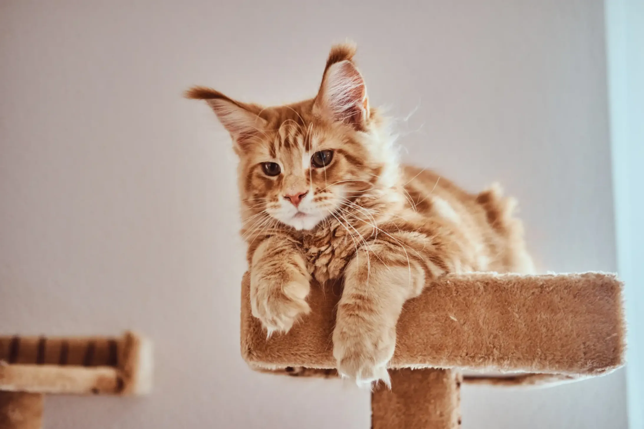 Un jeune maine coon roux perché sur son arbre à chat
