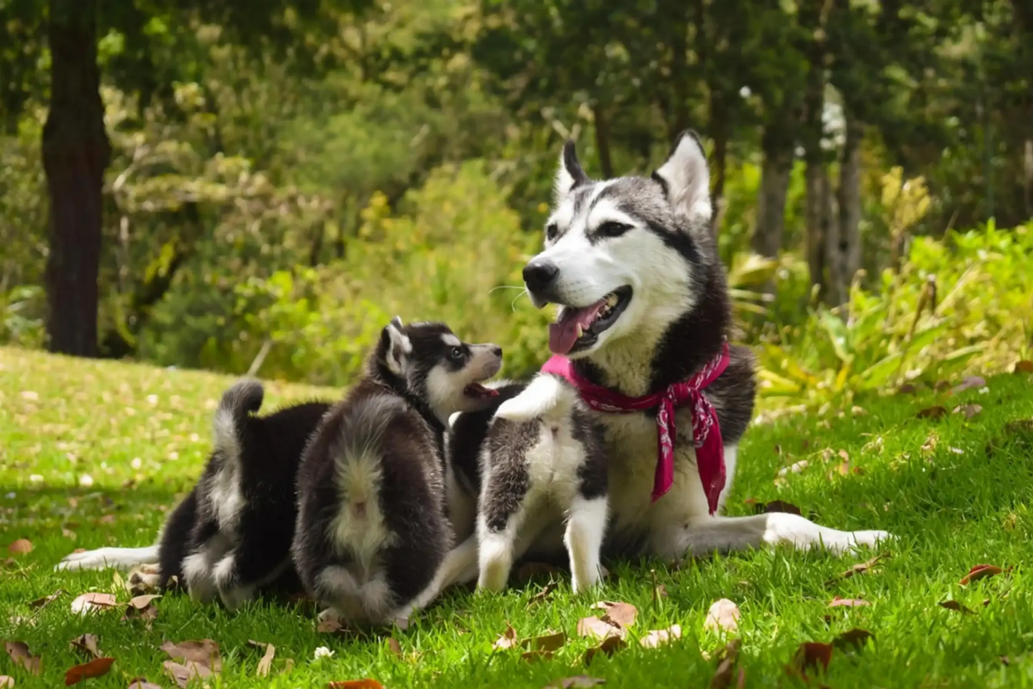Une femelle husky avec son chiot allongée dans l'herbe