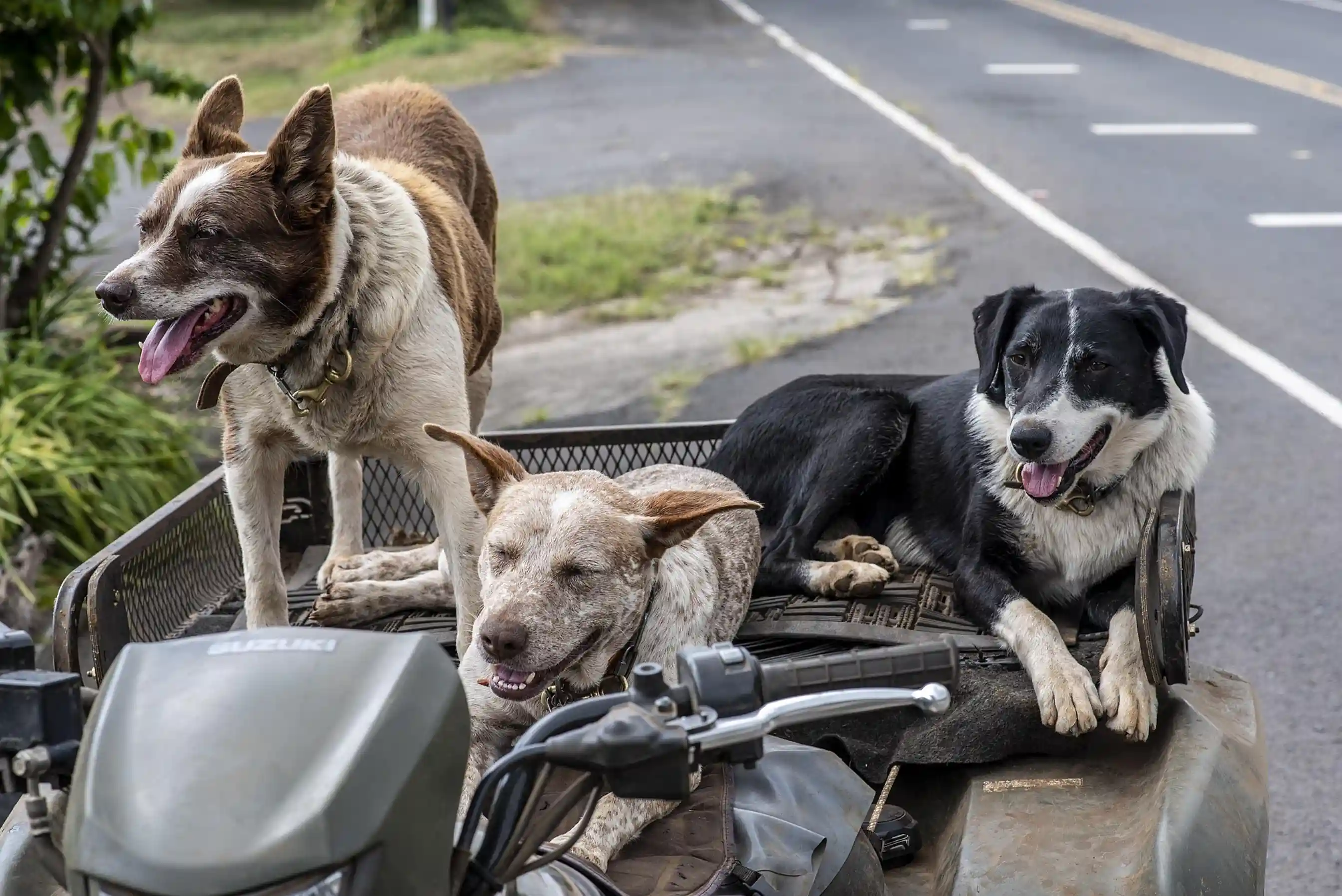 Les chiens de camapgne sur un quad