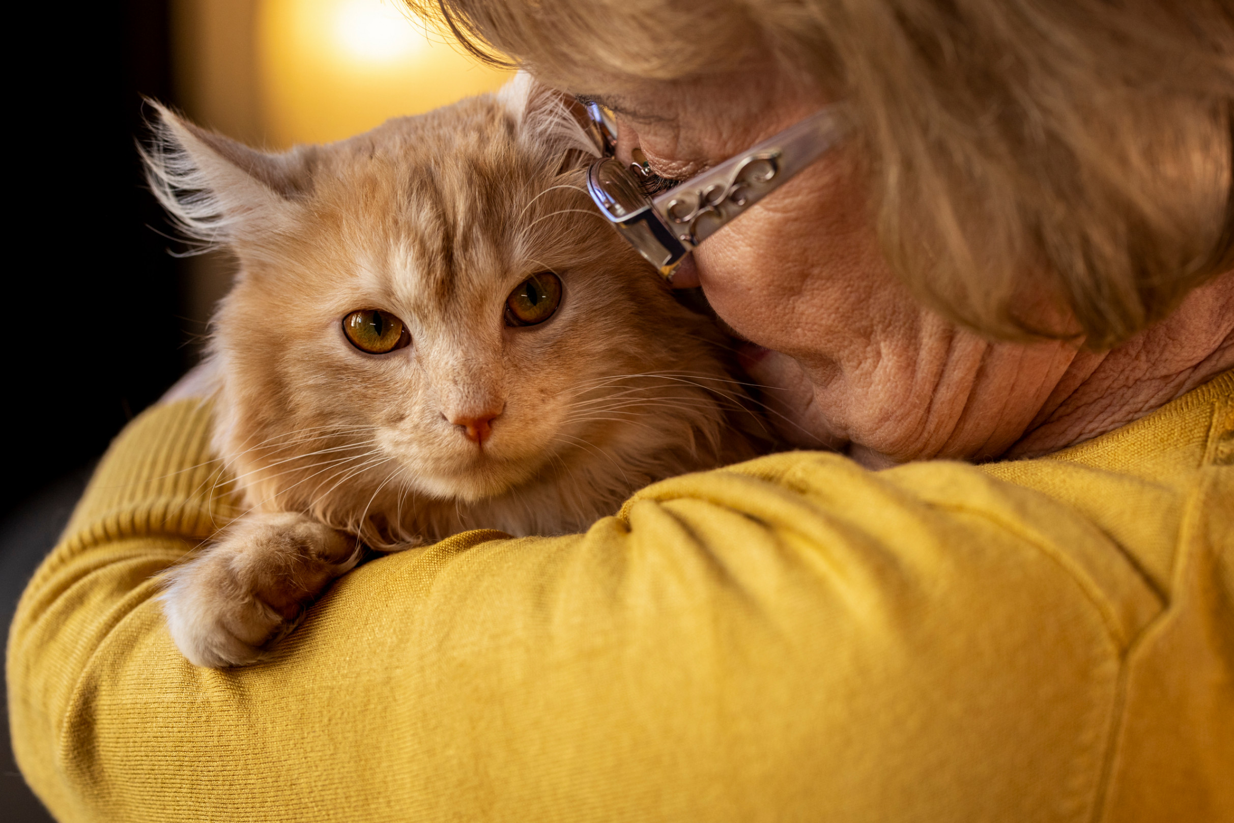 Un chat roux fait un câlin à sa maman