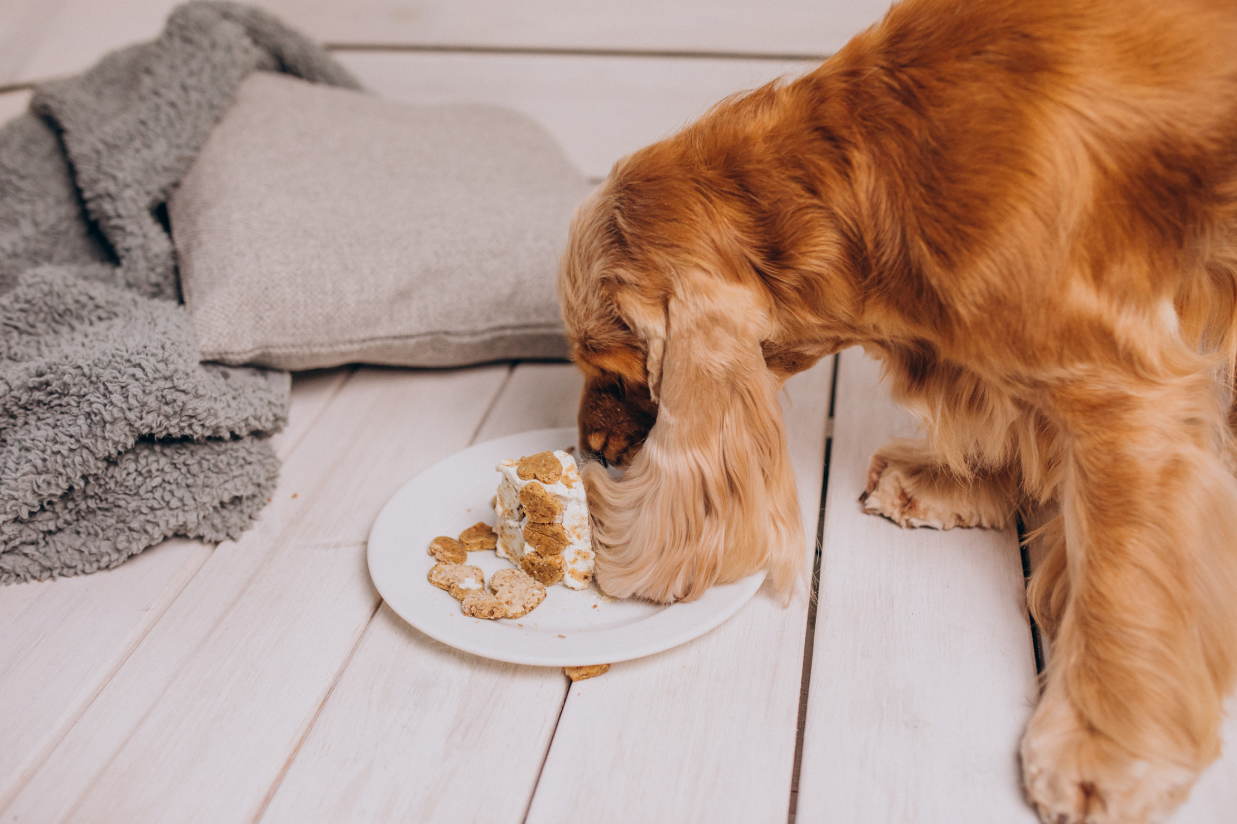 Un cocker mange un gâteau d'anniversaire