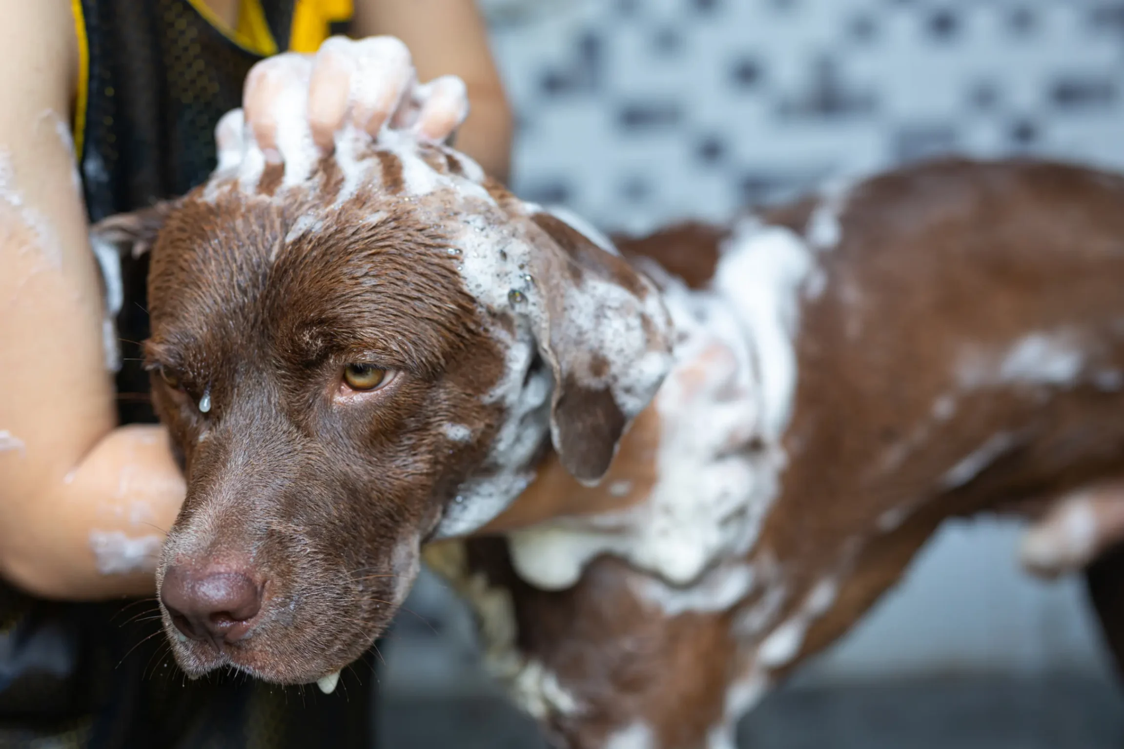un bain préventif contre les parasites chez le chien marron