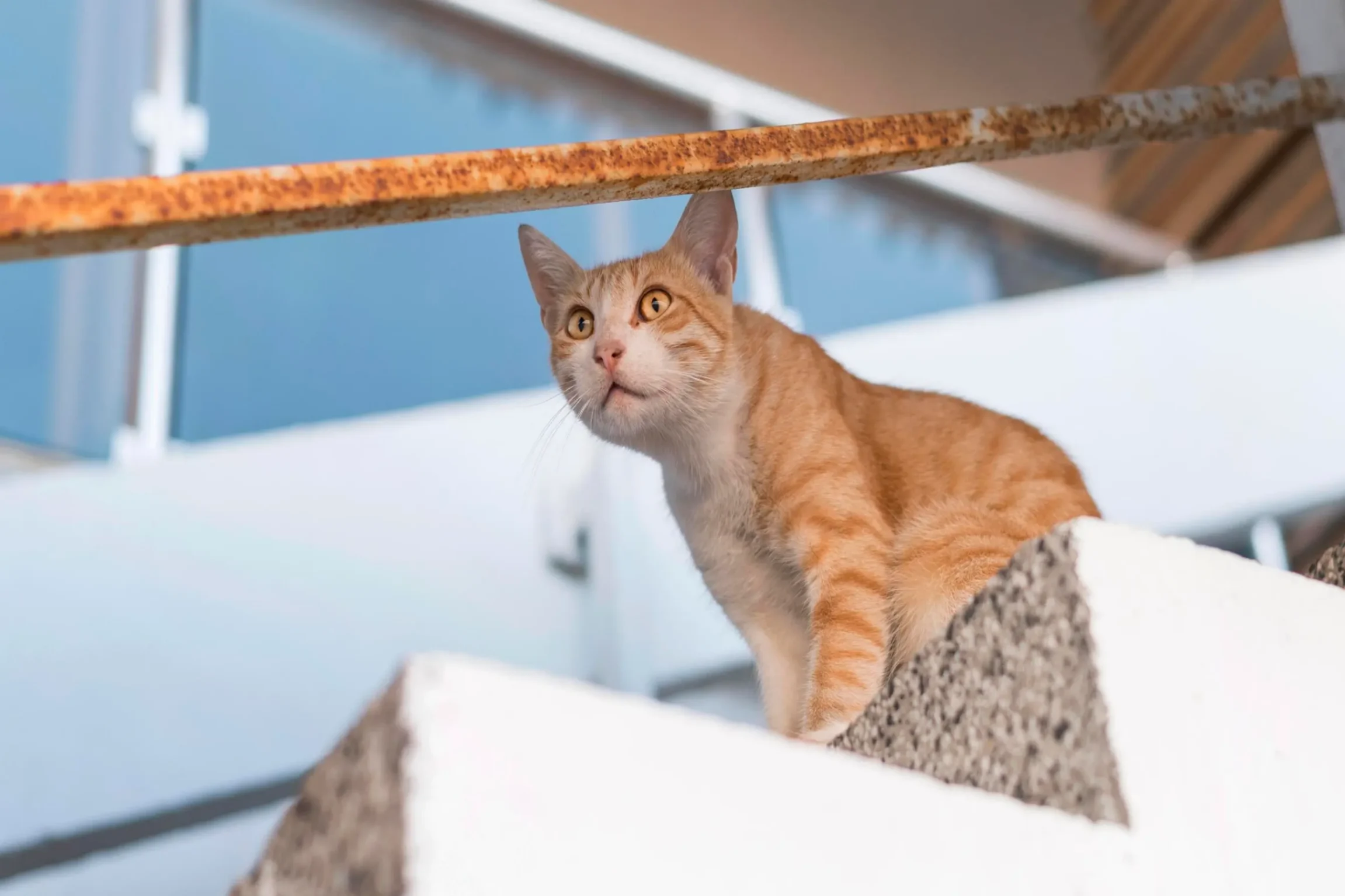 un chat en haut des escalier
