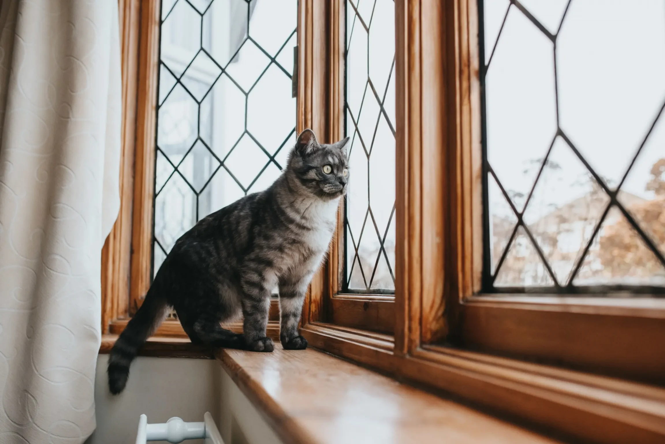 un chat regarde par la fênetre