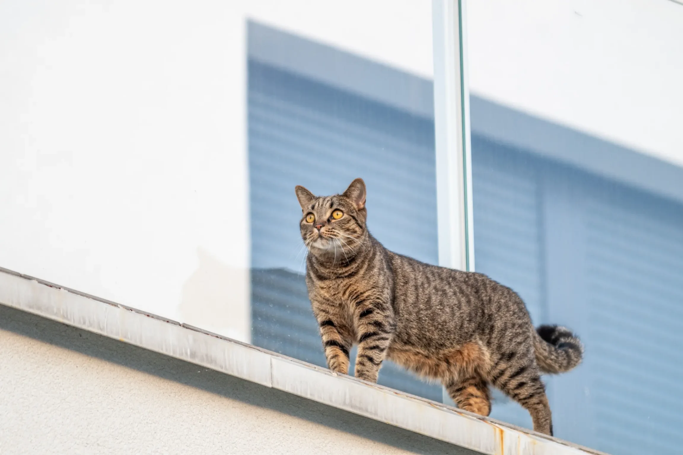 Un chat qui se balade sur un rebord de la fenêtre