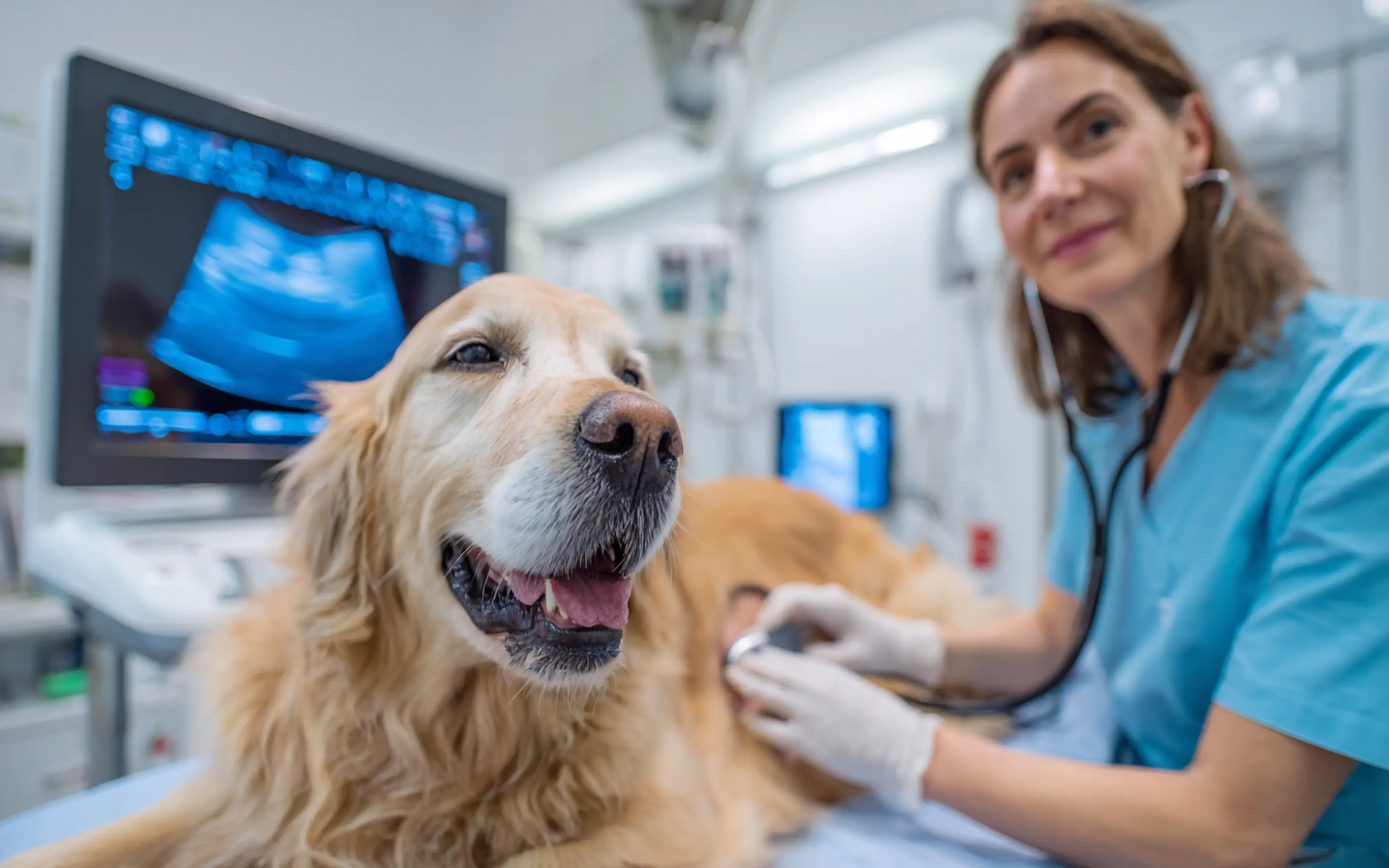 cardiologue vétérinaire examine un labrador beige