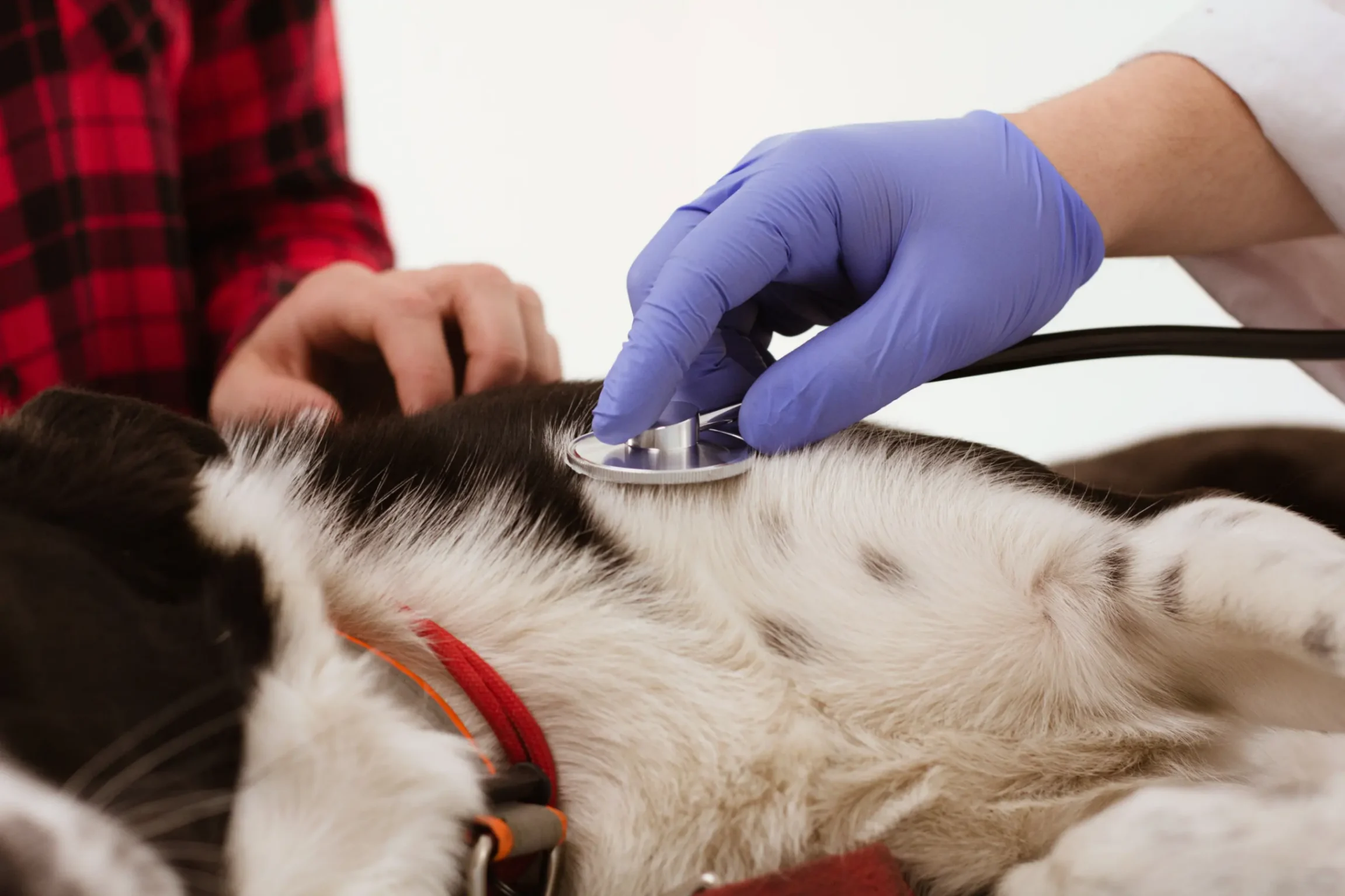 consultation en cardiologie en clinique vétérinaire