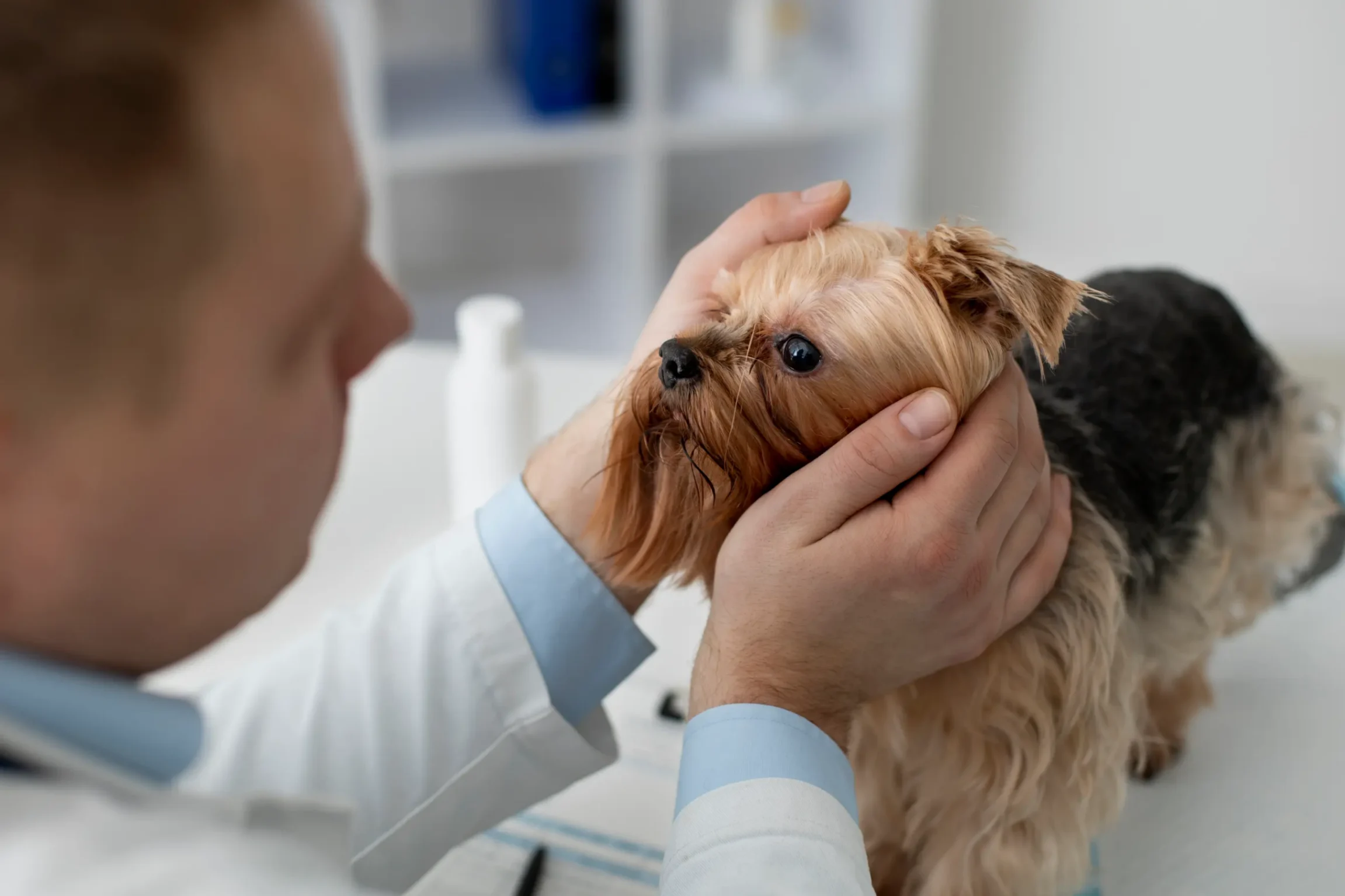 Un petit chiot chez un ophtalmologue