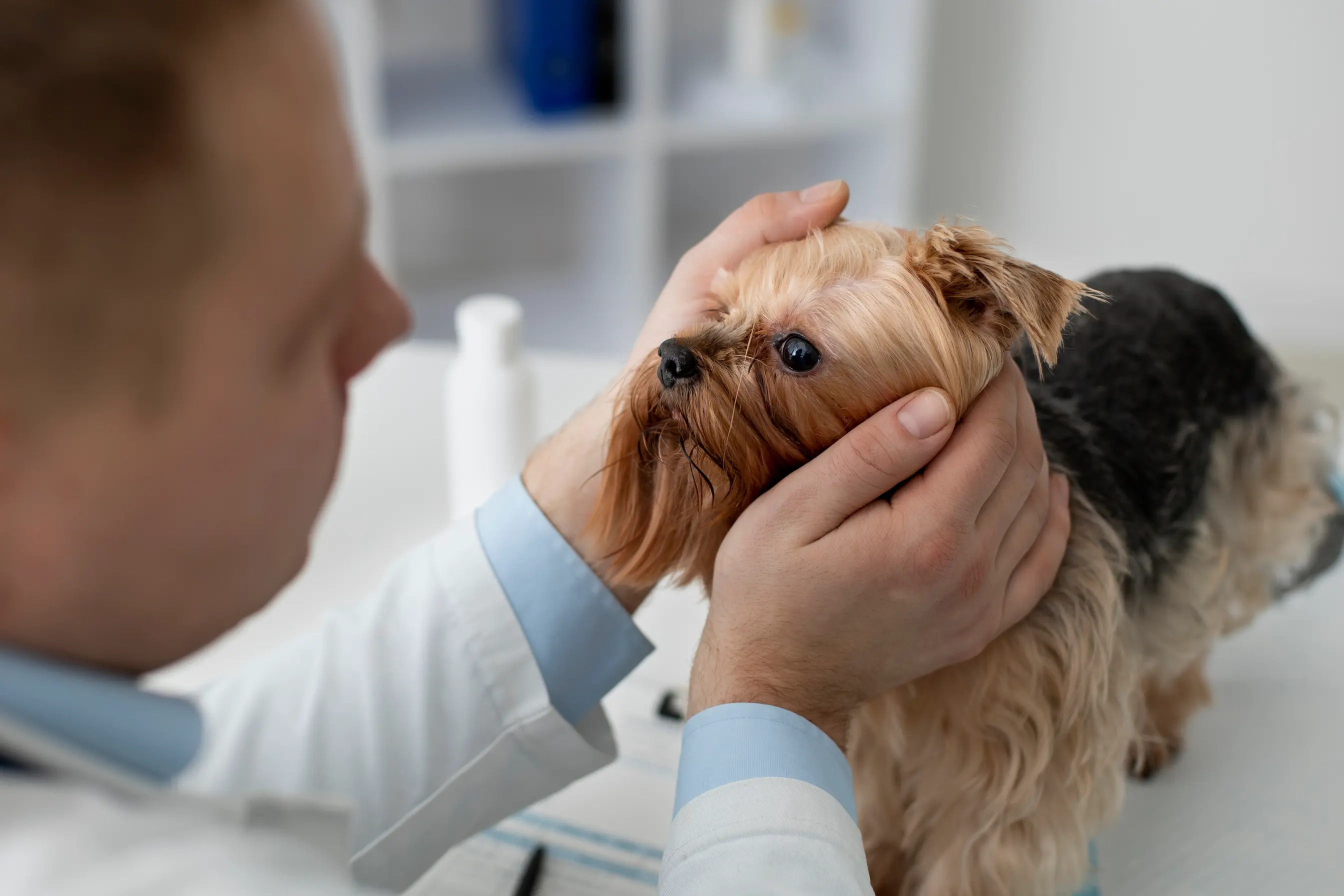 catacracte chez le chien une visite sans tarder s'impose 