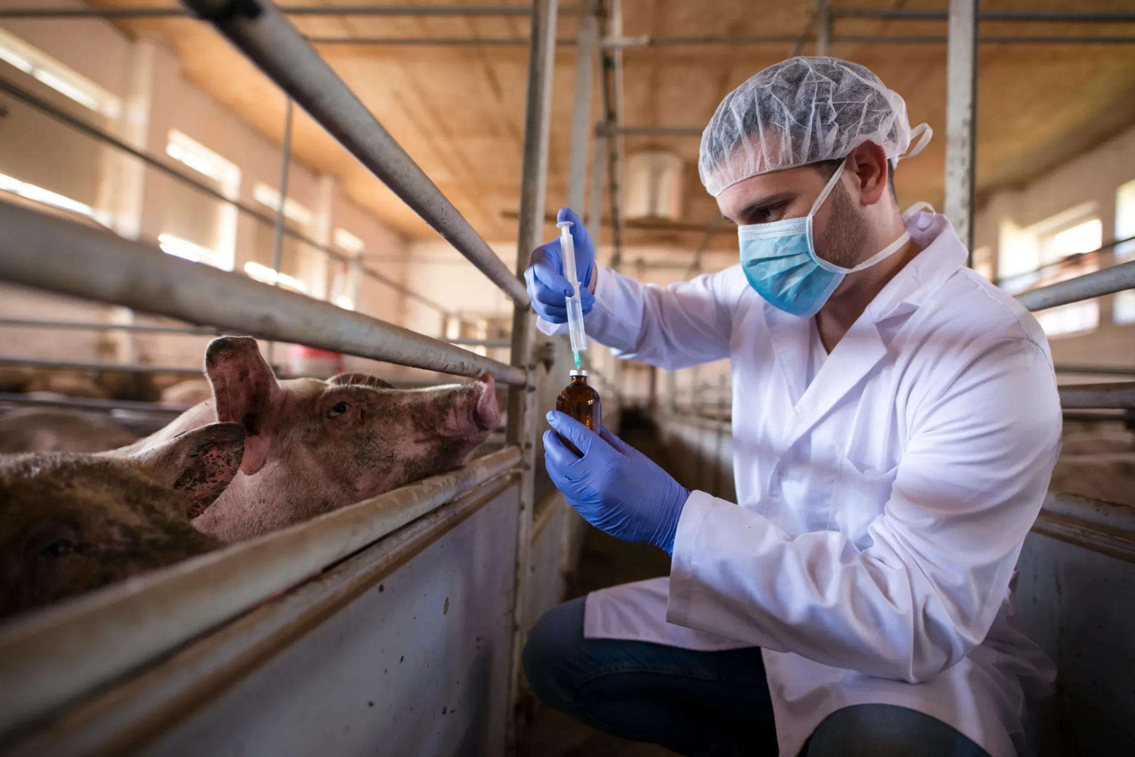 prélévement dans une ferme effectué par un vétérinaire
