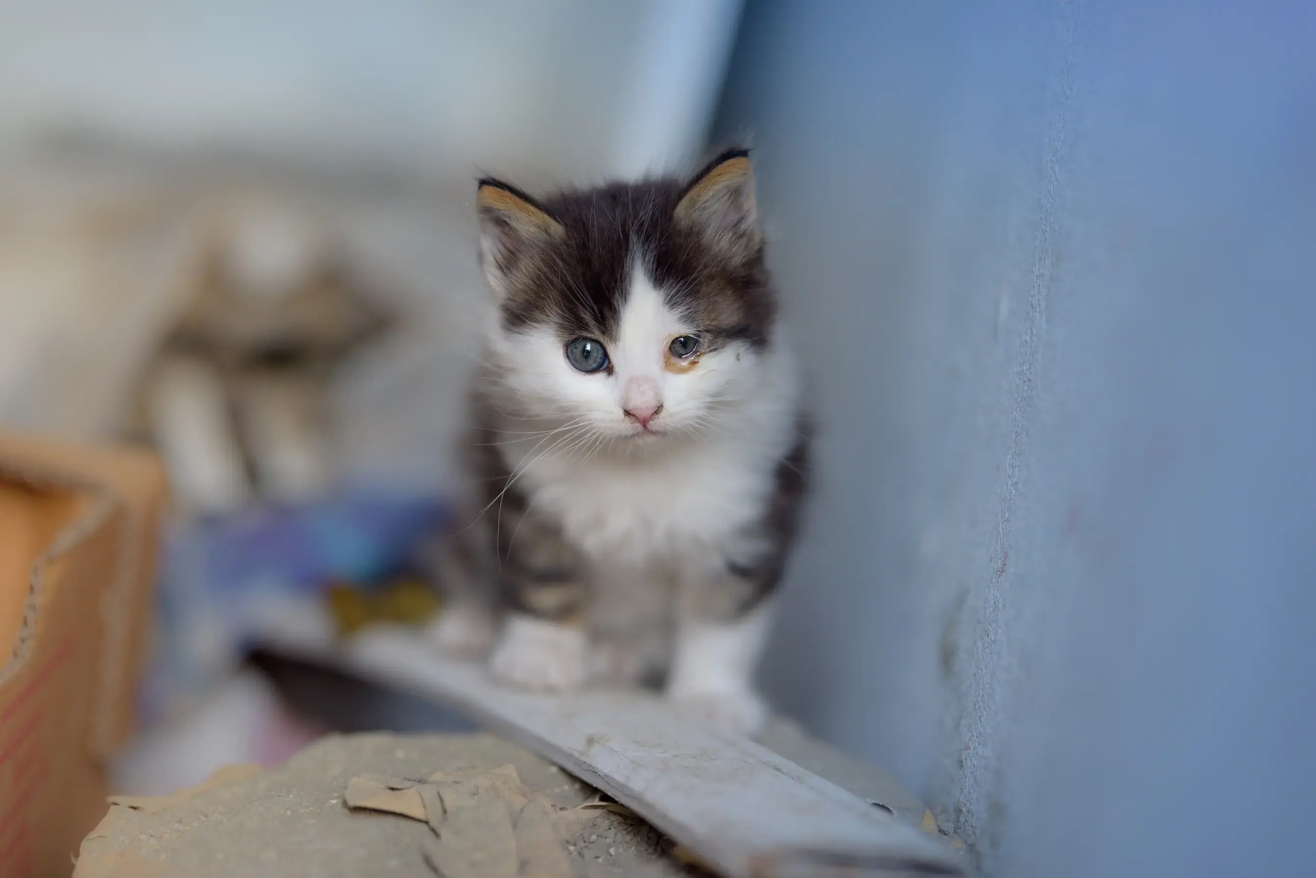 Un petit chaton semble avoir une infection de l’œil