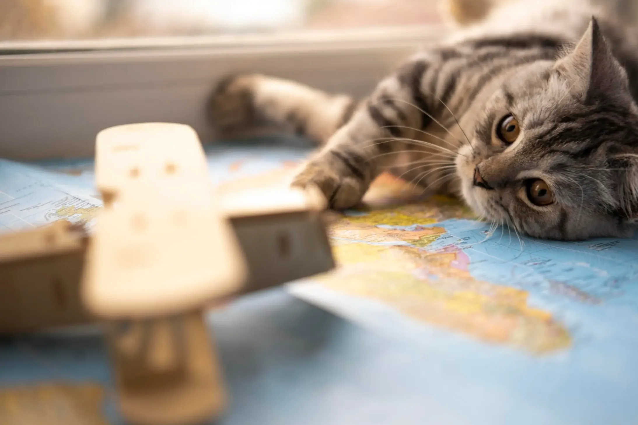 Un chaton ataxique joue avec un avion